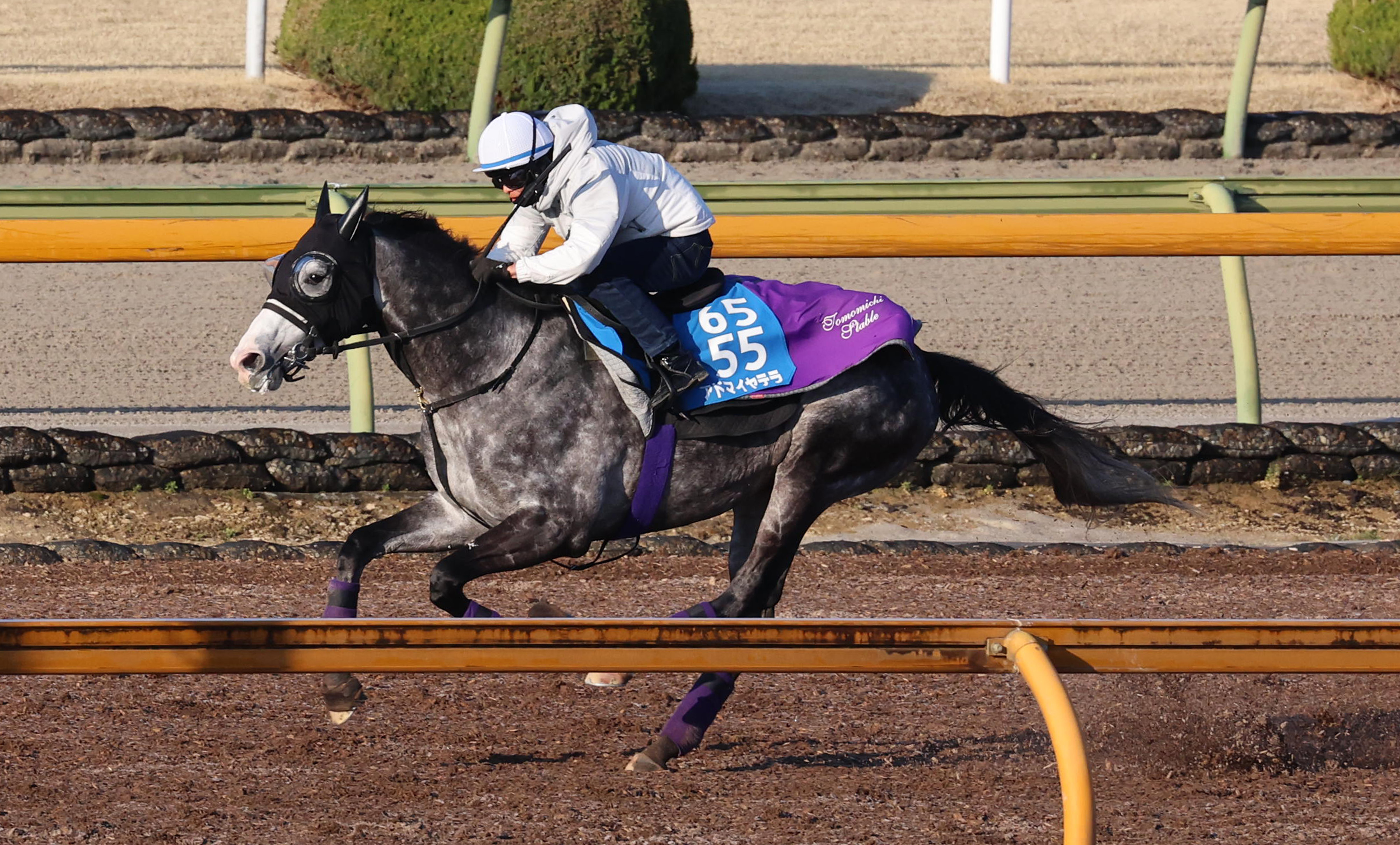 阪神大賞典 1週前追い切り】アドマイヤテラ6ハロン77秒8 友道調教師