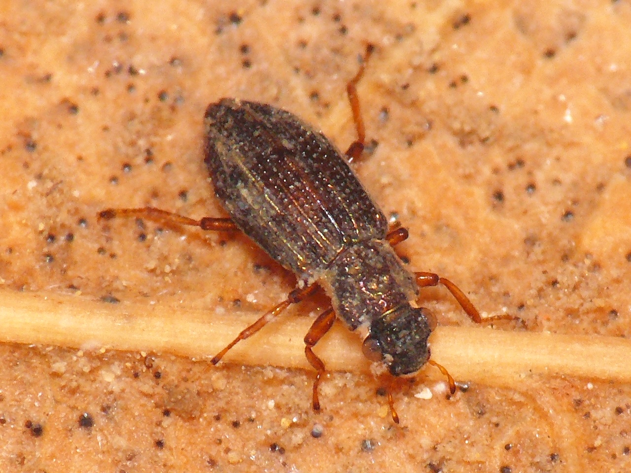 FIGHT10 いきもの巡り】137年ぶり発見 新種のホソガムシ