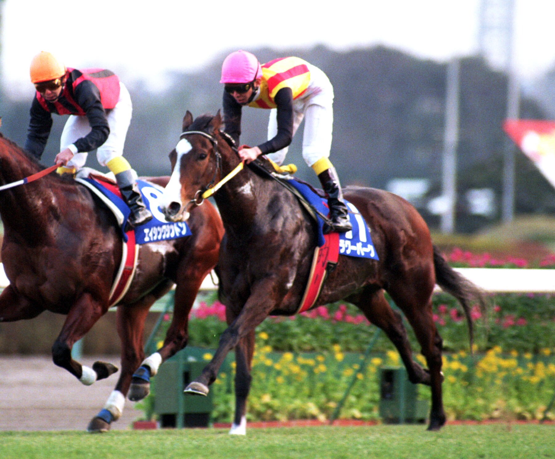 フラワーパークが老衰で死ぬ、32歳 1996年に高松宮杯