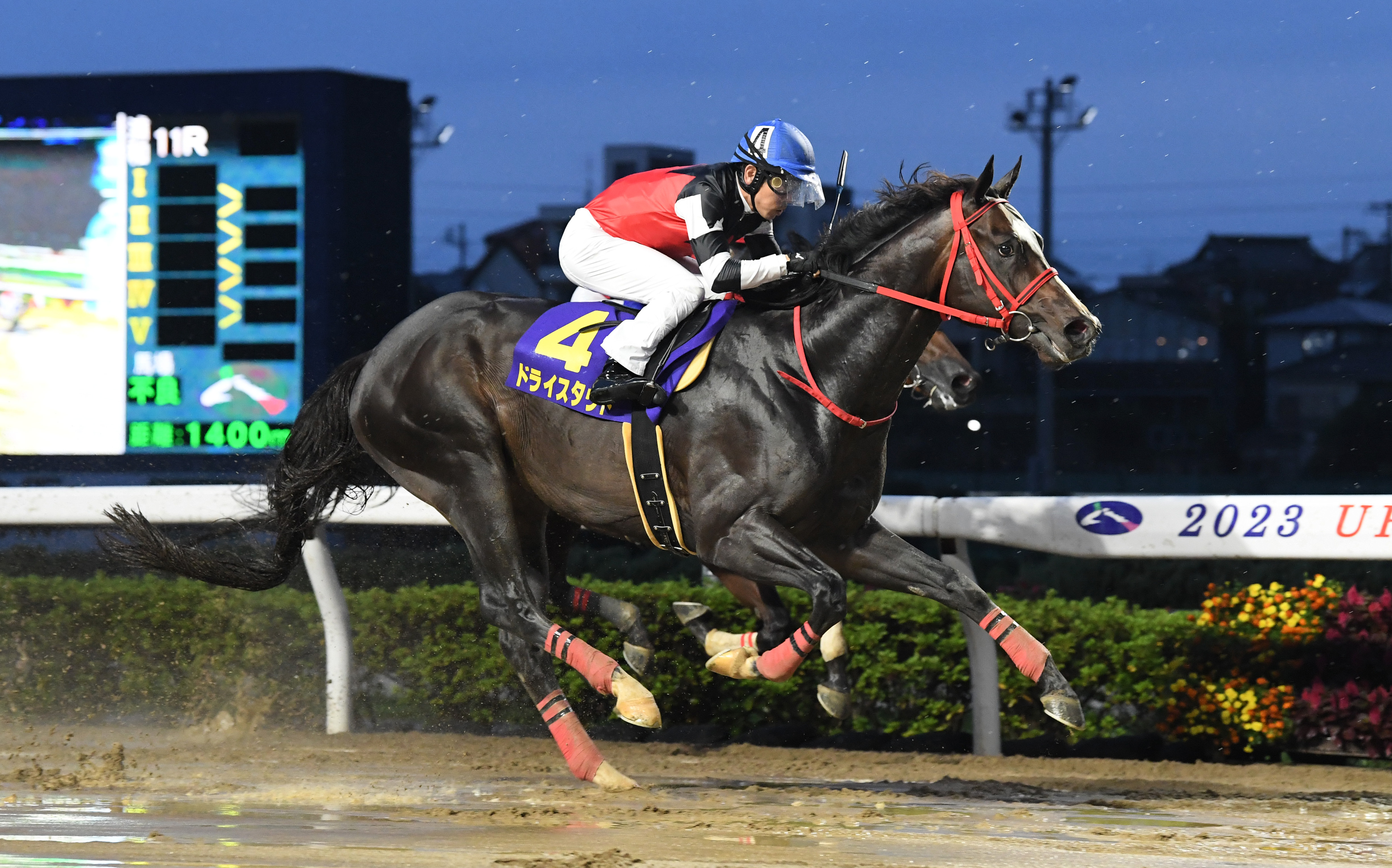 【３歳以上次走報】ドライスタウトは横山武史騎手との新コンビで ...