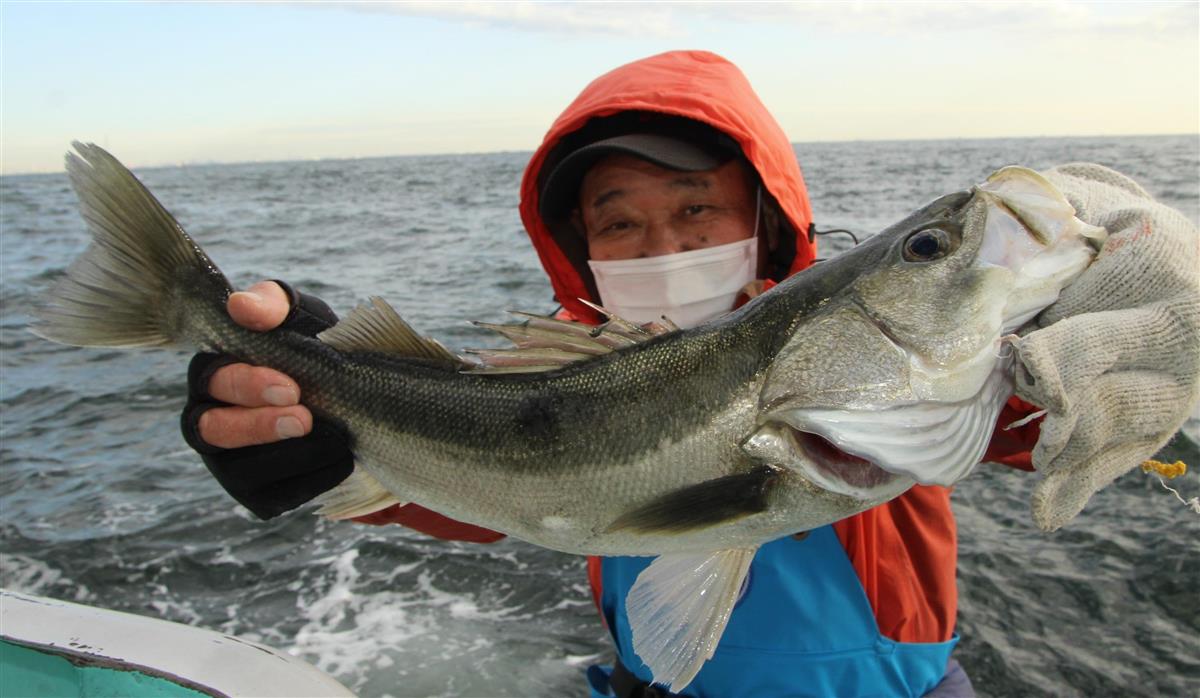 スズキ快進撃！伝統釣法エビ餌、手バネ竿でもリール竿でも 東京湾・富津沖（1/2ページ） - サンスポ