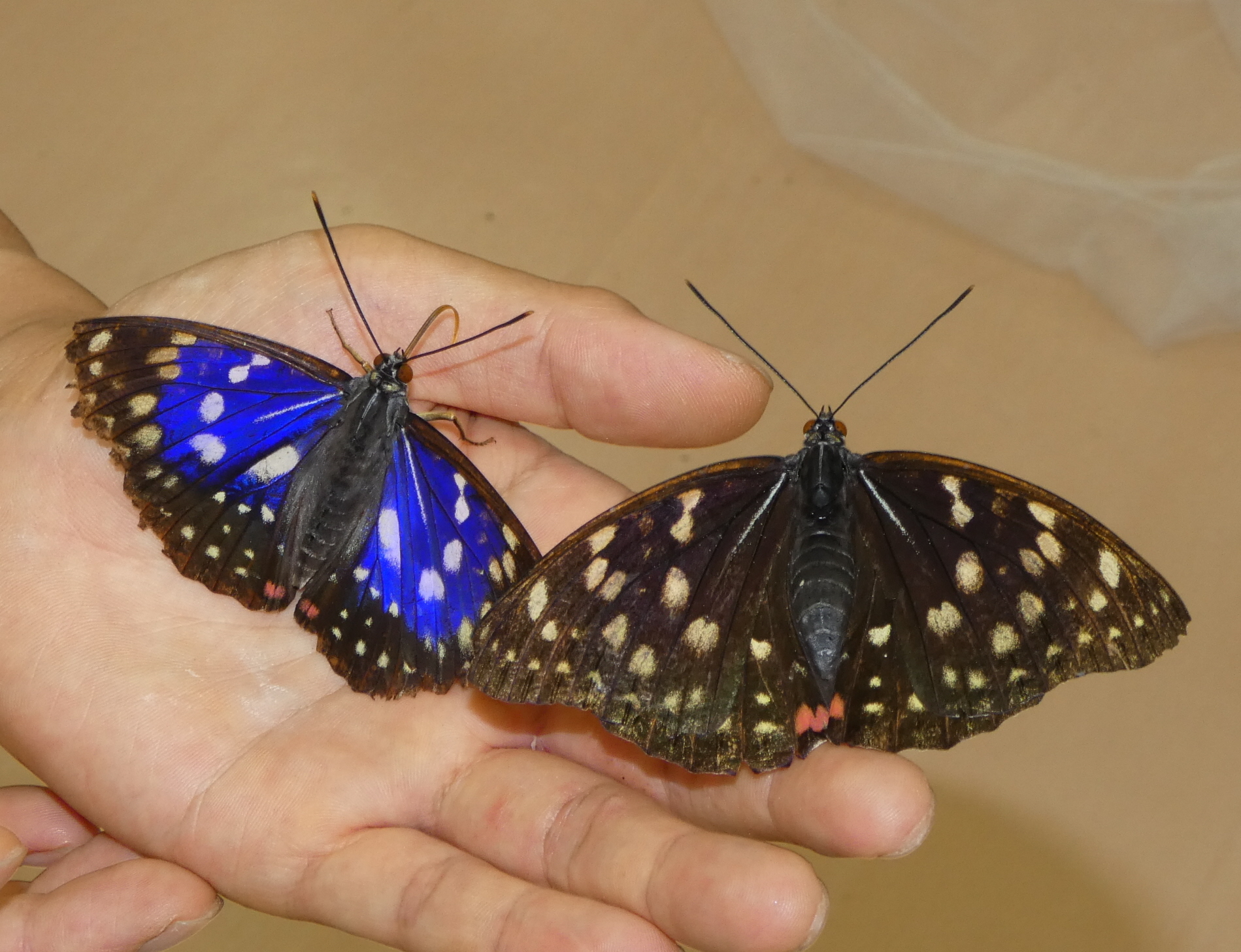 本物のすばらしさを感じて」オオムラサキ1700匹が羽化 奈良でふれあい