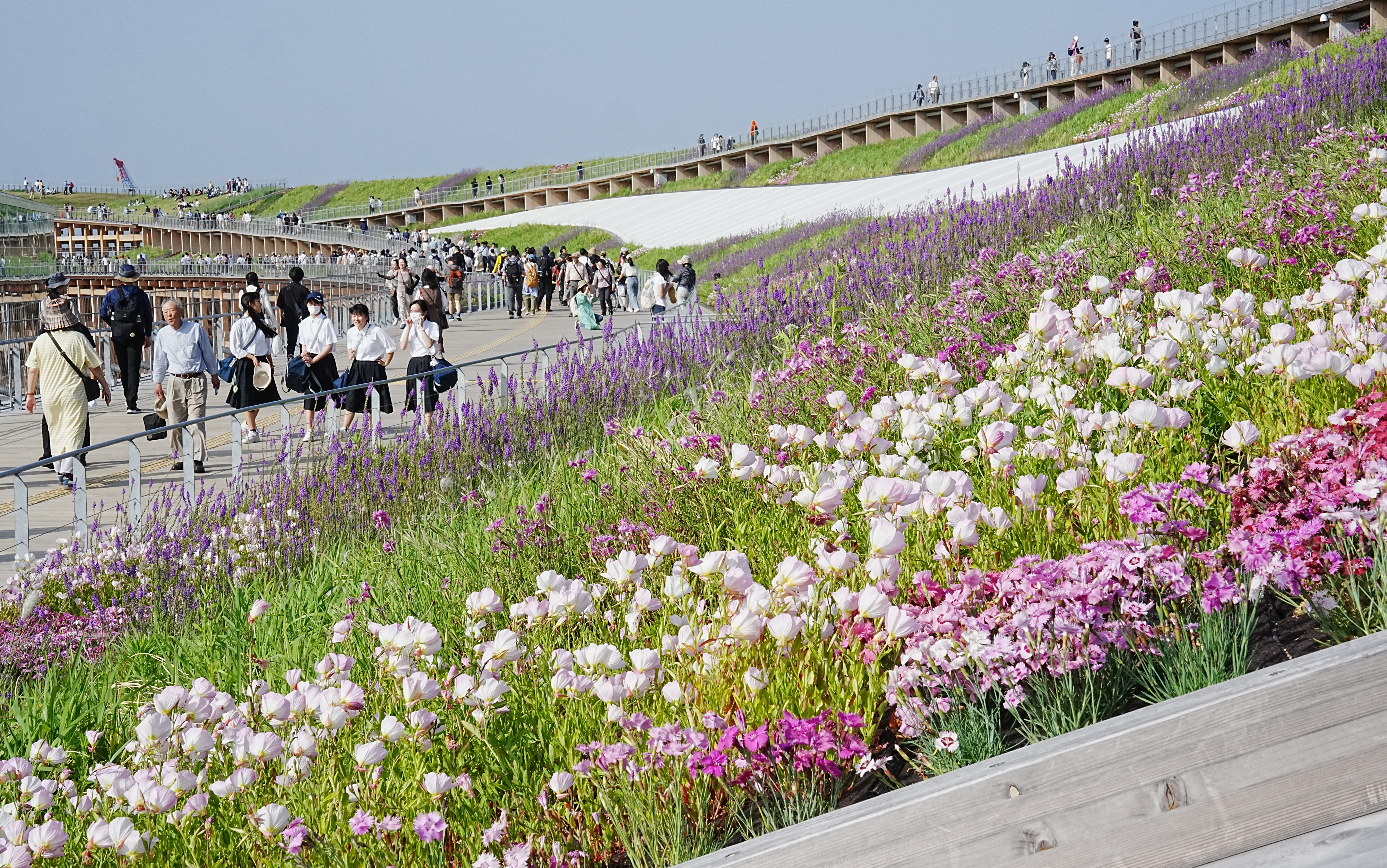 万博・大屋根リングで咲き誇る季節の花 ヒルザキツキミソウや
