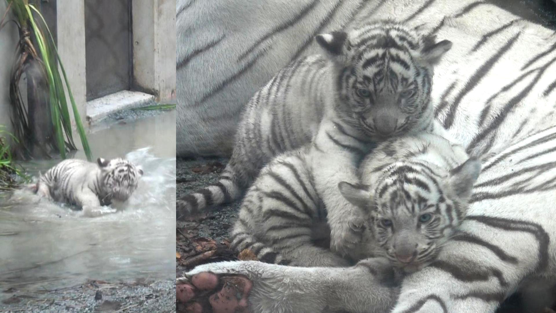 動画】ホワイトタイガーの赤ちゃん2頭、生後1カ月半がたち成長中