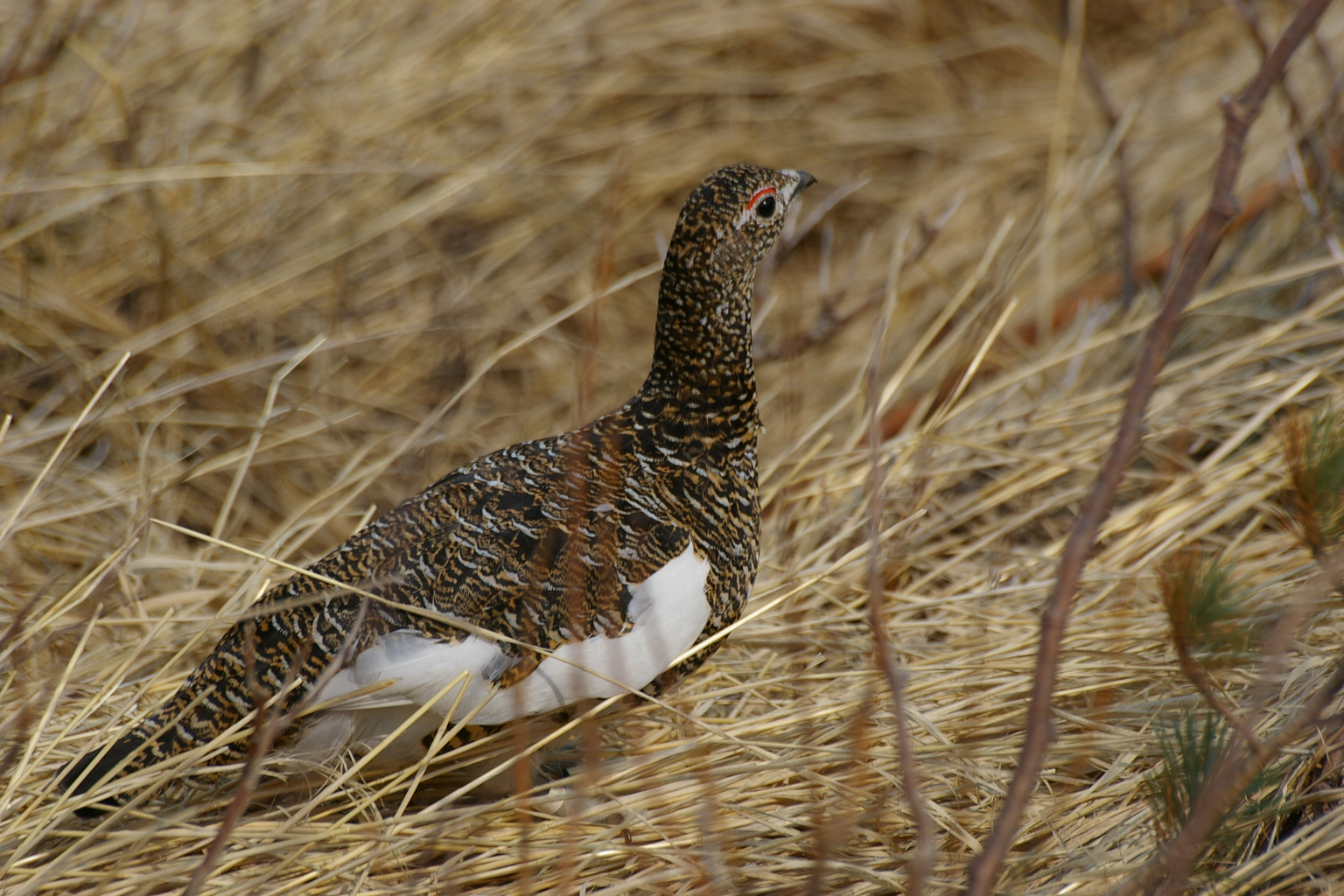 ライチョウ 日本最北限のライチョウを守れ 新潟・妙高市の挑戦（写真・画像 3/3