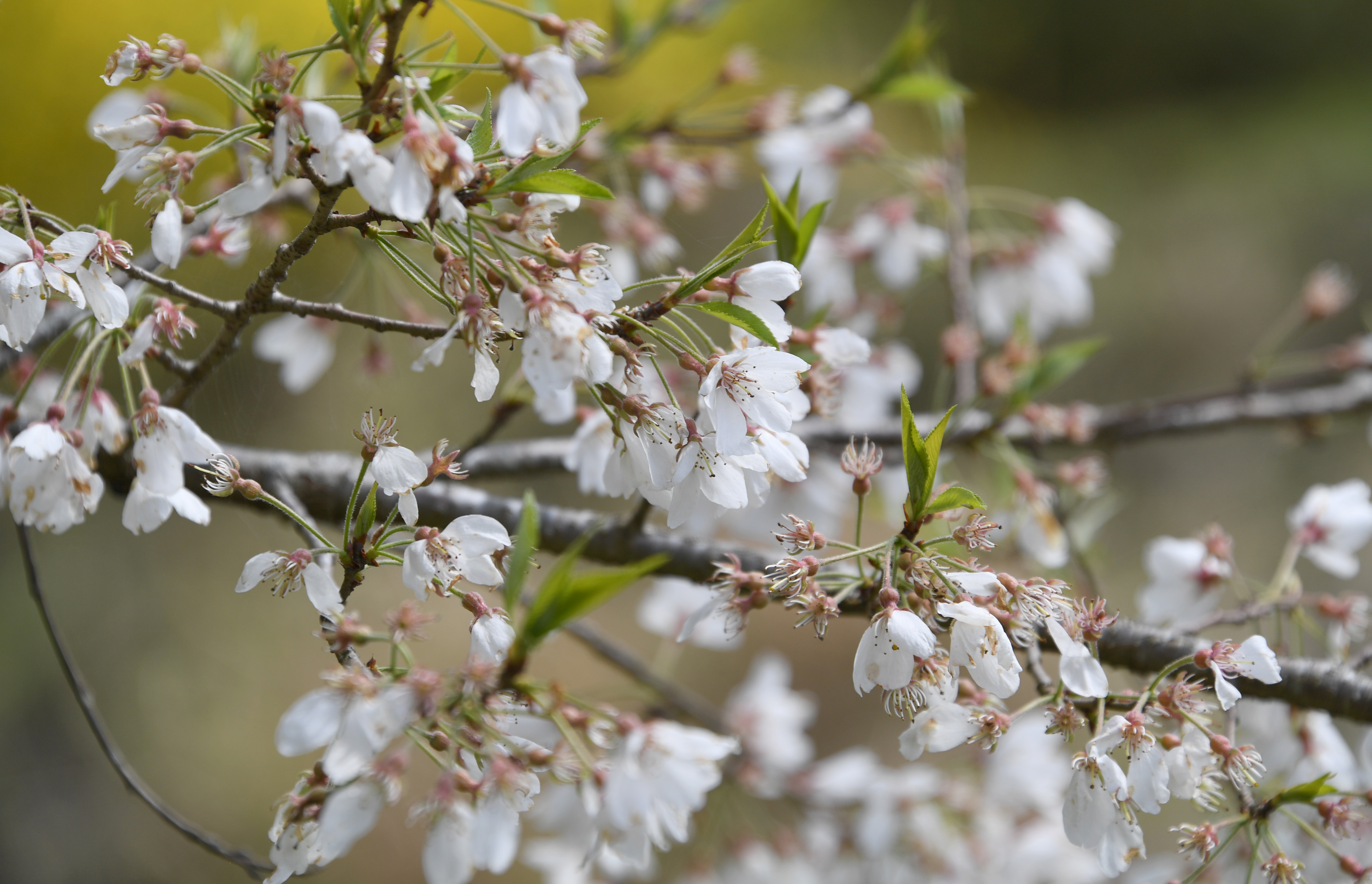 淡墨桜 名木の子孫を無料で一般公開、神奈川県秦野市 - 産経ニュース