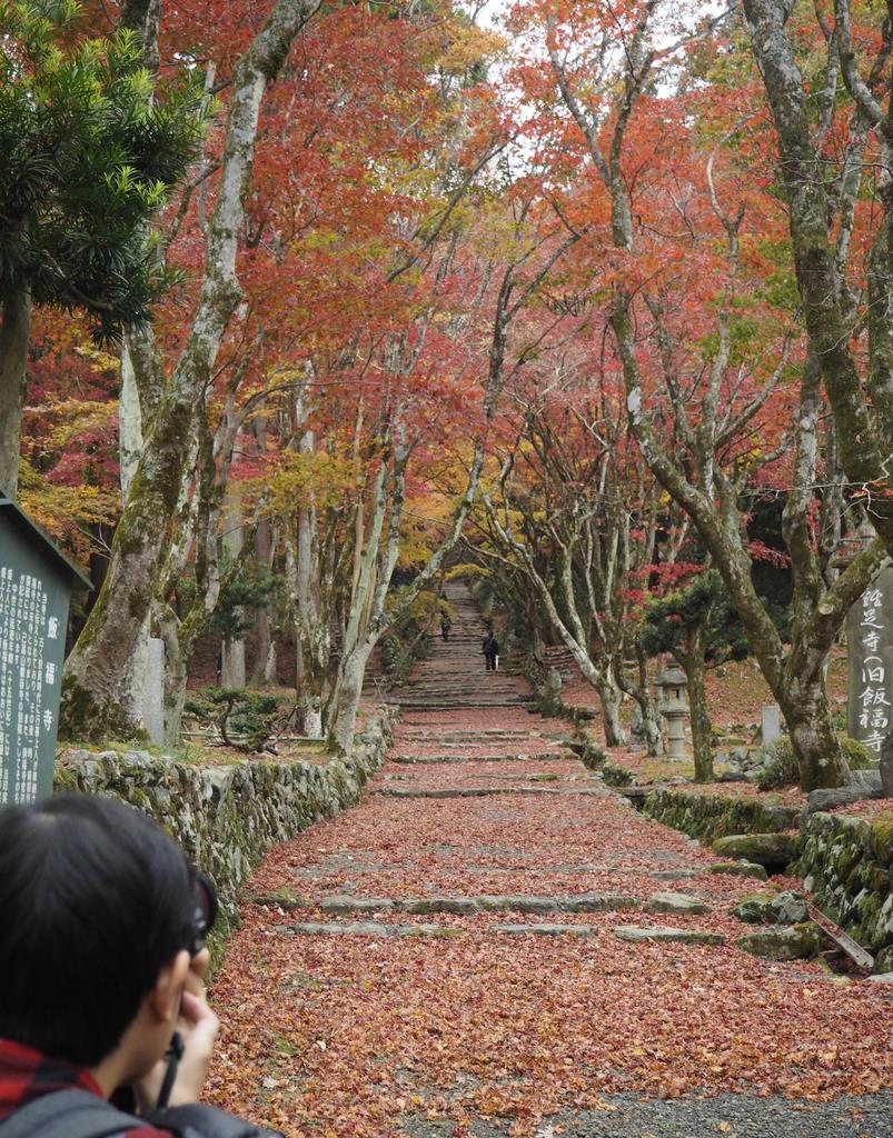 見渡す限り赤のじゅうたん 滋賀 鶏足寺で紅葉見ごろ 産経ニュース