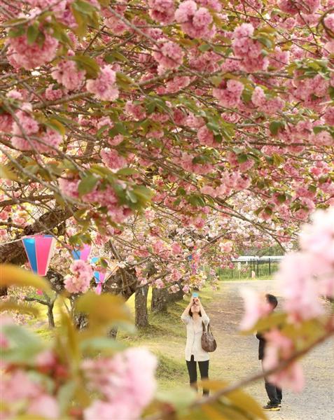 北関東花めぐり 八重桜 シャガ 芝桜 フジ スイセン ツツジが本格シーズン 1 6ページ 産経ニュース