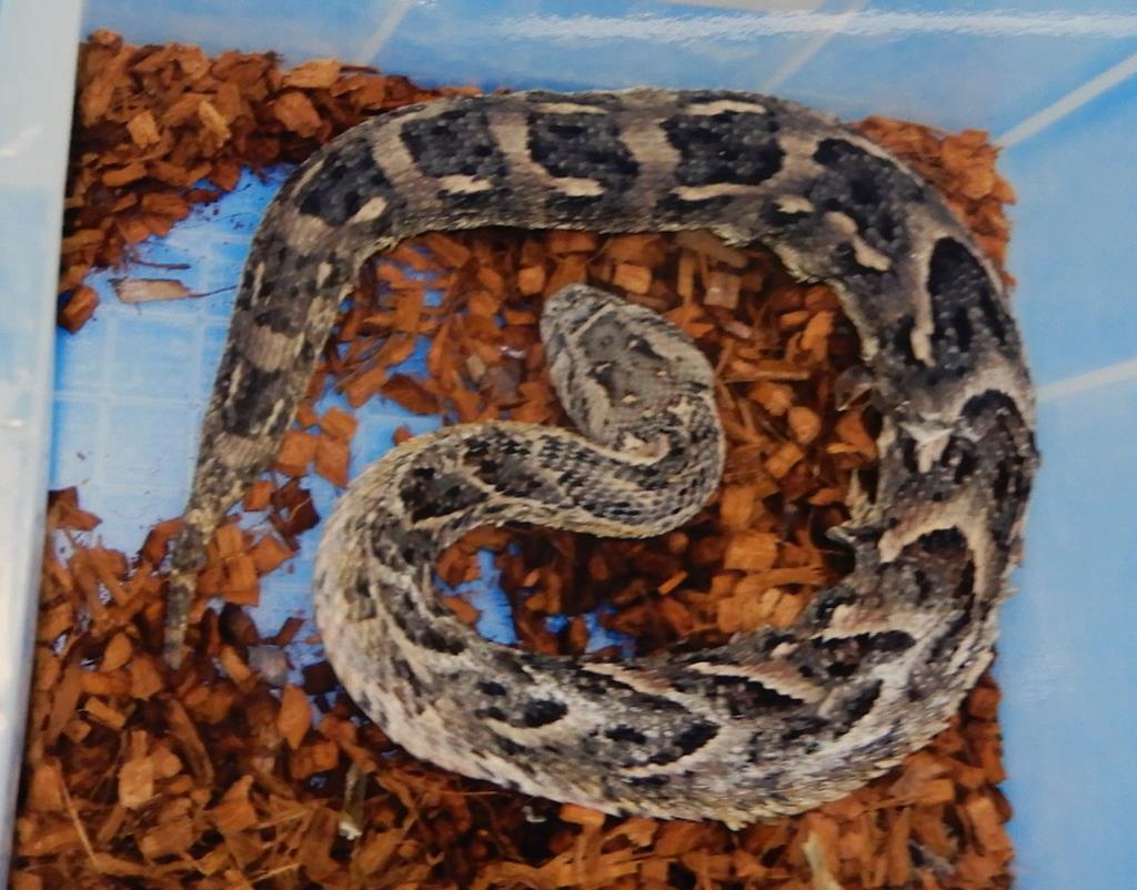 猛毒ヘビなど無許可飼育 容疑の男を逮捕 大阪 イザ