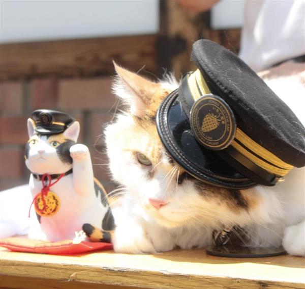 三毛猫駅長「たま大明神」鎮座2周年 ニタマも参加し名誉永久駅長の