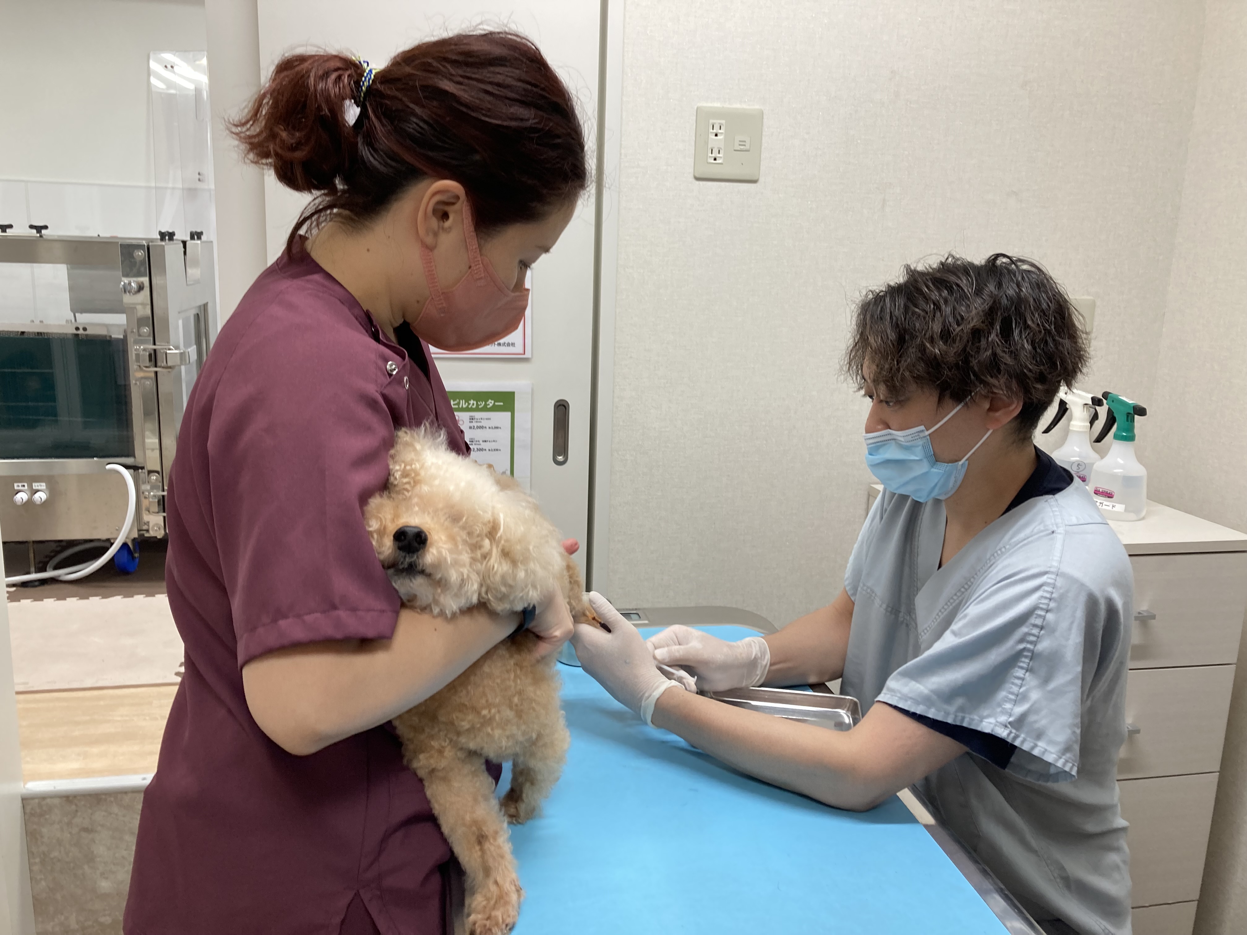 ペットと人間の共生支える」愛玩動物看護師“一期生”の思い 国家資格化