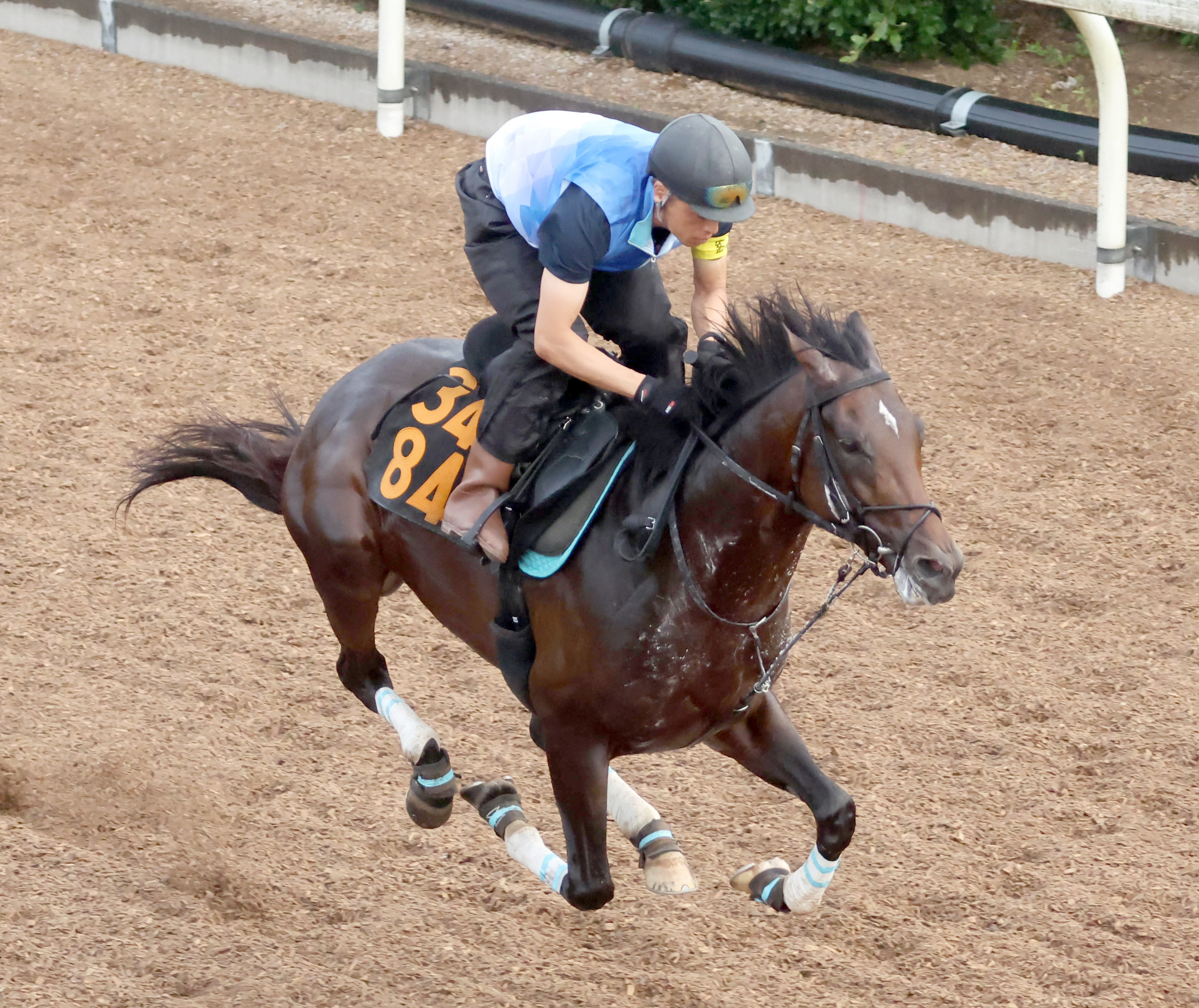 ラジオNIKKEI賞 追い切り】トレサフィール坂路で馬なり51秒2 稲垣師