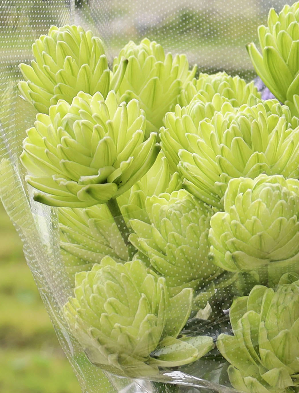 世界に一つ、淡い緑のユリ 高知、花き農家の新品種 - 産経ニュース