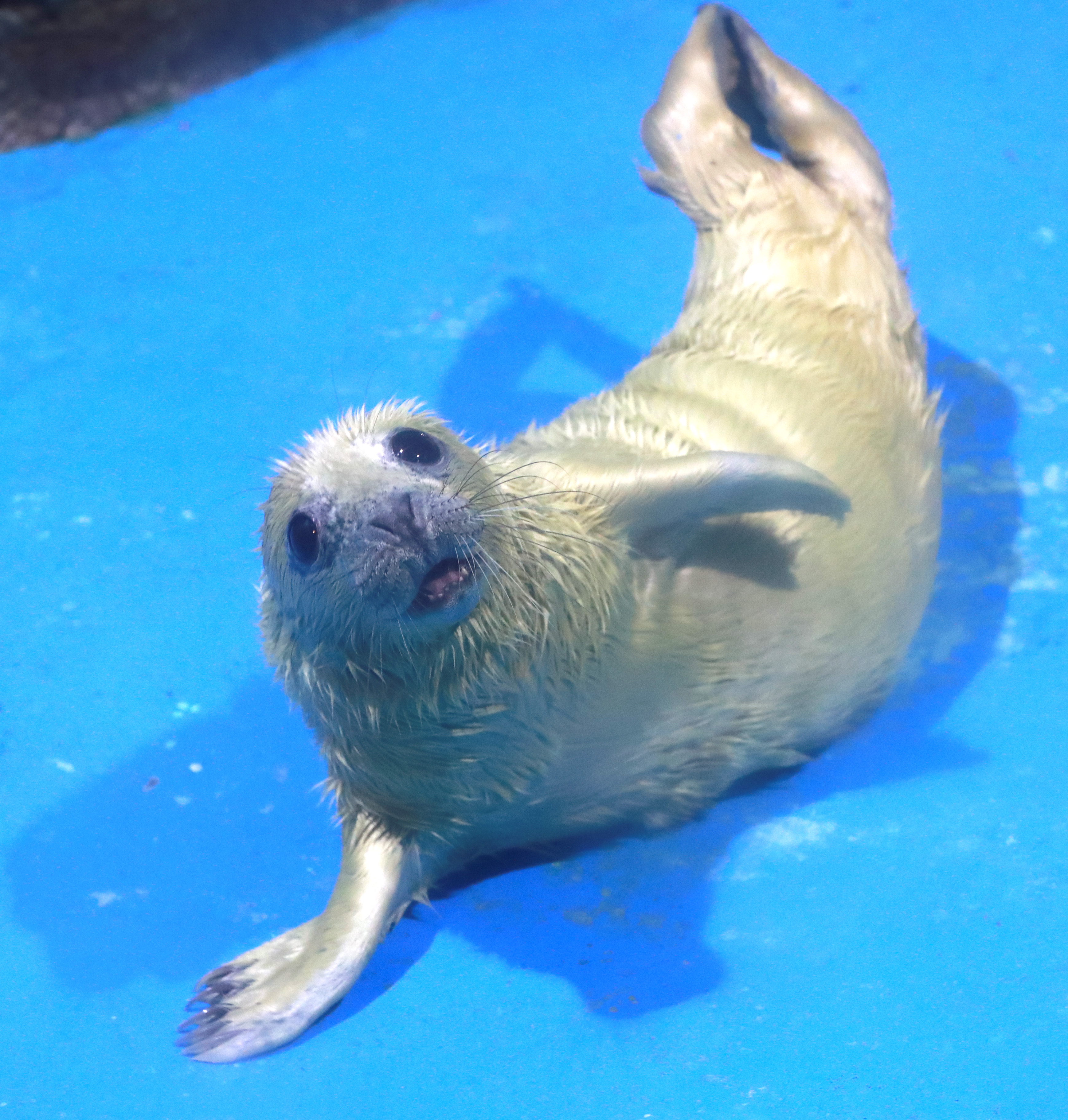 動画】【動画＆フォト】黄色いアザラシの赤ちゃん 横浜・八景島シー