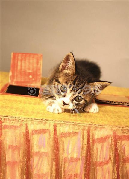 写真集チラ見せ 猫たちが大好きな段ボールで楽しいお家を作ってあげました にゃんハウス 2 2ページ イザ