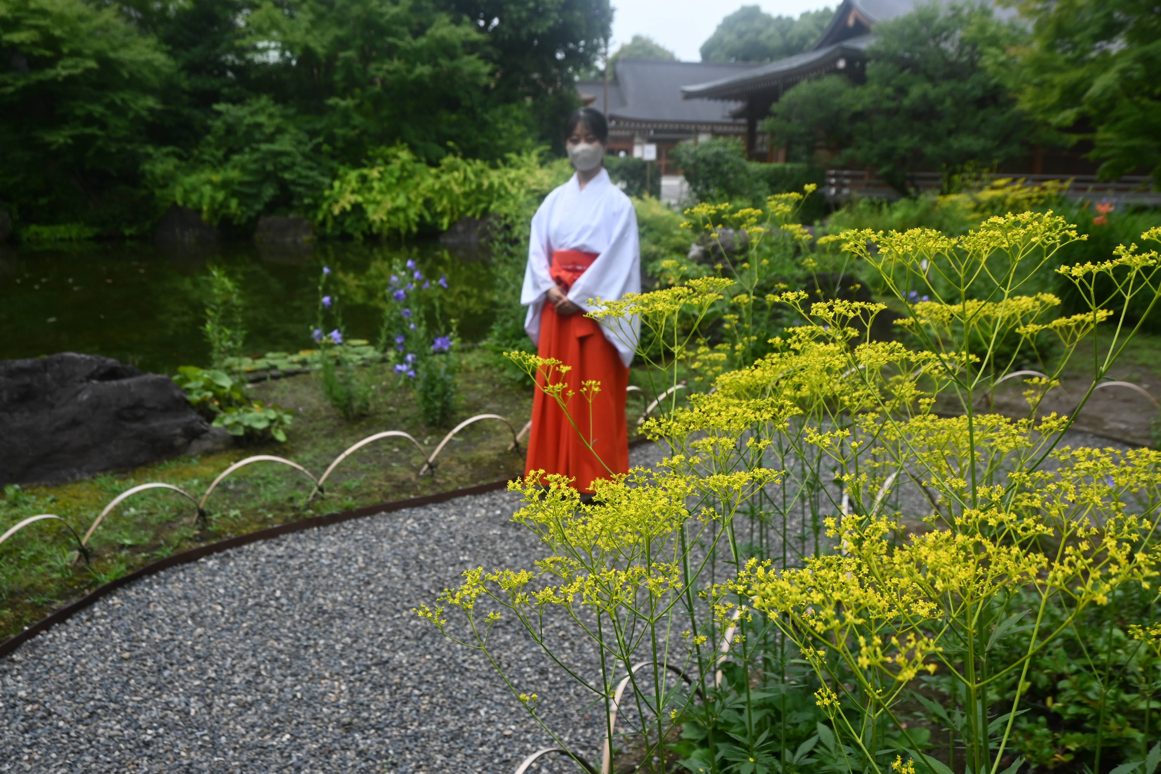 夏の花が共演 京都市の城南宮でワスレグサなど見頃迎える - 産経ニュース