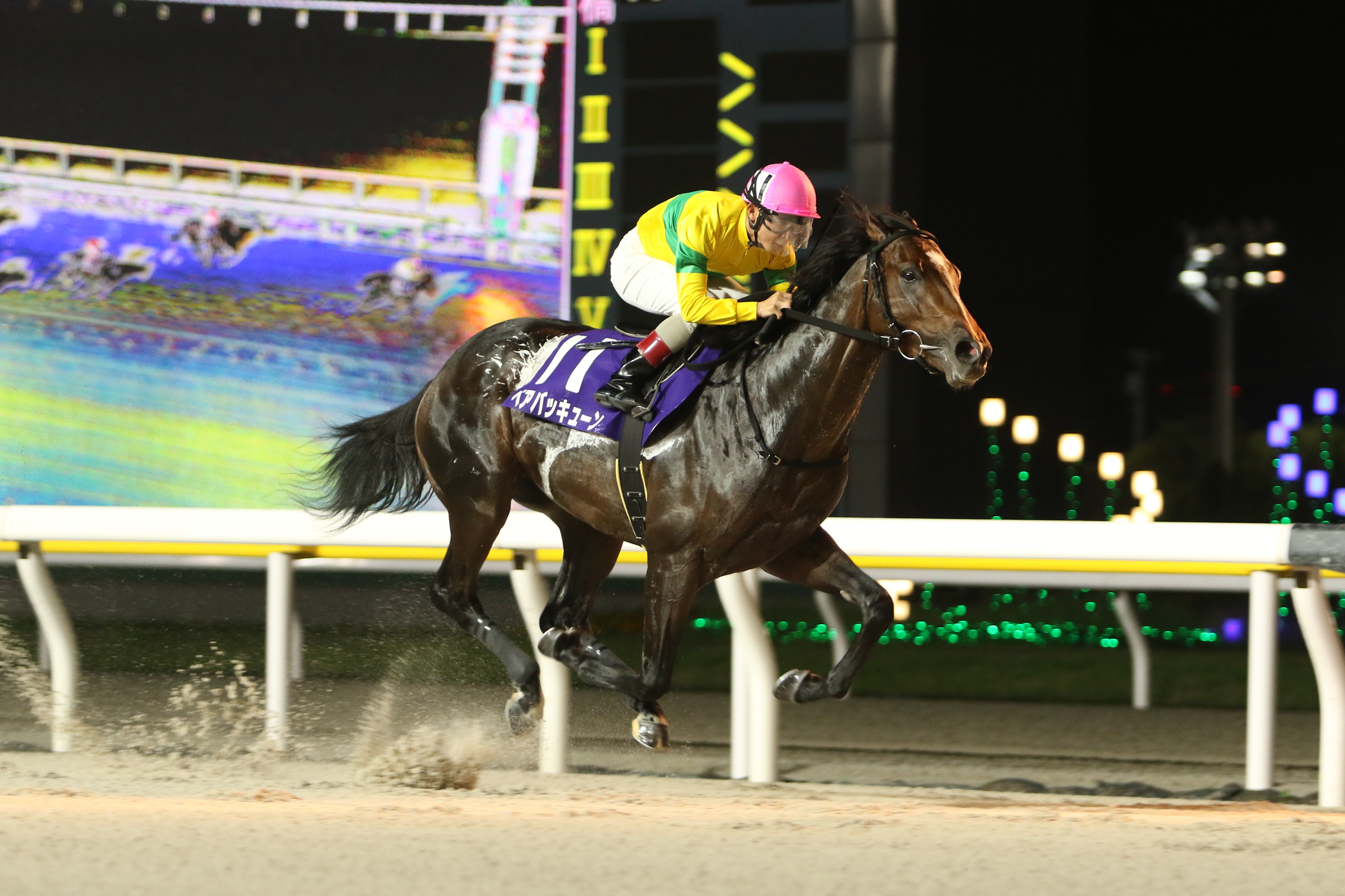 若潮スプリント】無敗で決めた！ベアバッキューン重賞3連勝 - サンスポ