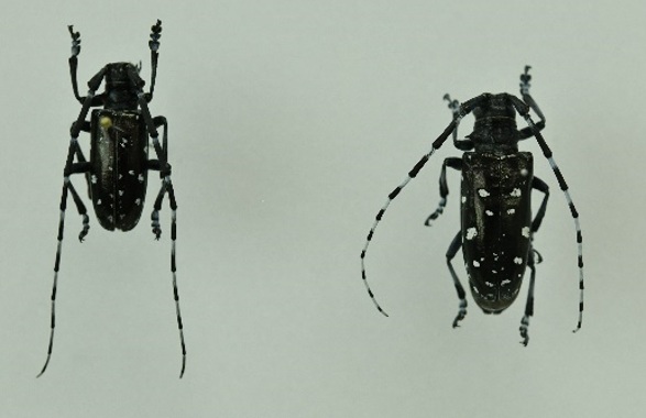 特定外来生物カミキリムシ駆除に「奨励金」 サクラの天敵、茨城県が10