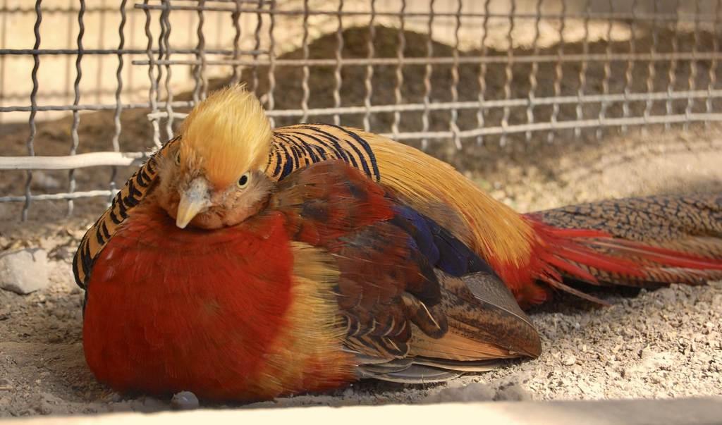 長野 須坂市動物園 飼育員日誌 キンケイの ミカン 鈍重にして敏捷なおじいちゃん 産経ニュース
