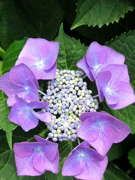 ハイ檀です 移り気 産経ニュース