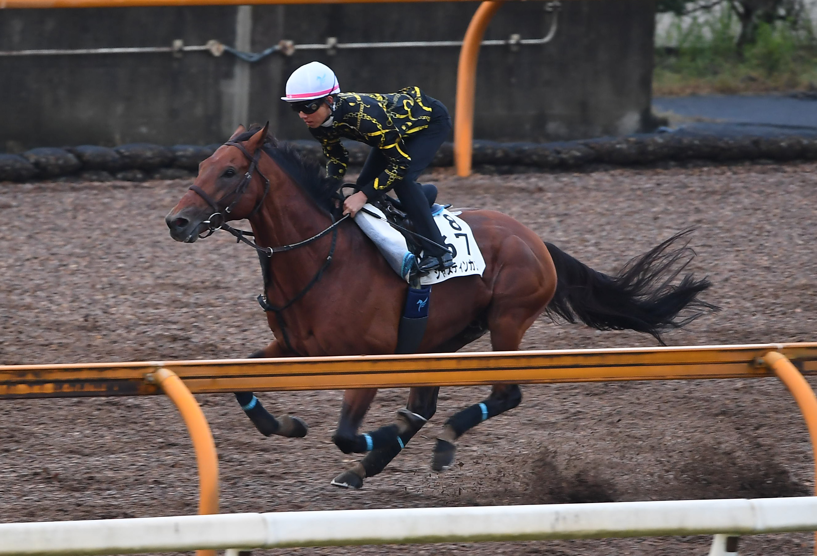 【毎日王冠】ジャスティンカフェ重賞連勝へ余裕十分のラスト１１ ...