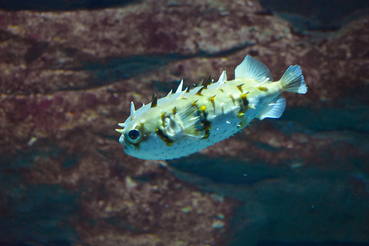 スミツキイシガキフグ」の稚魚、27日から展示 海遊館 - 産経ニュース