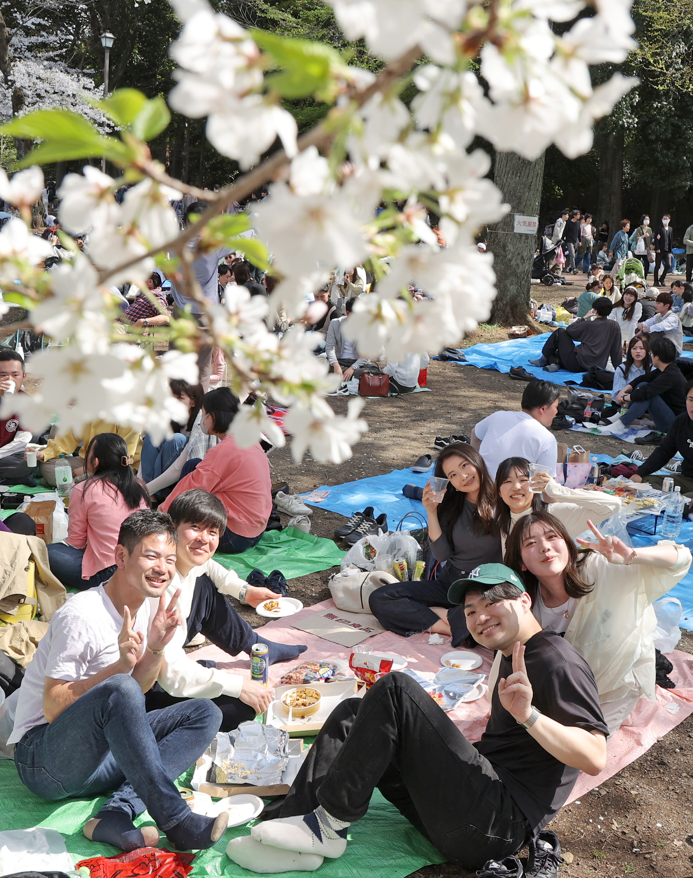 約400本の桜「気持ちが晴れやかに」 東京・井の頭公園、花見客らで