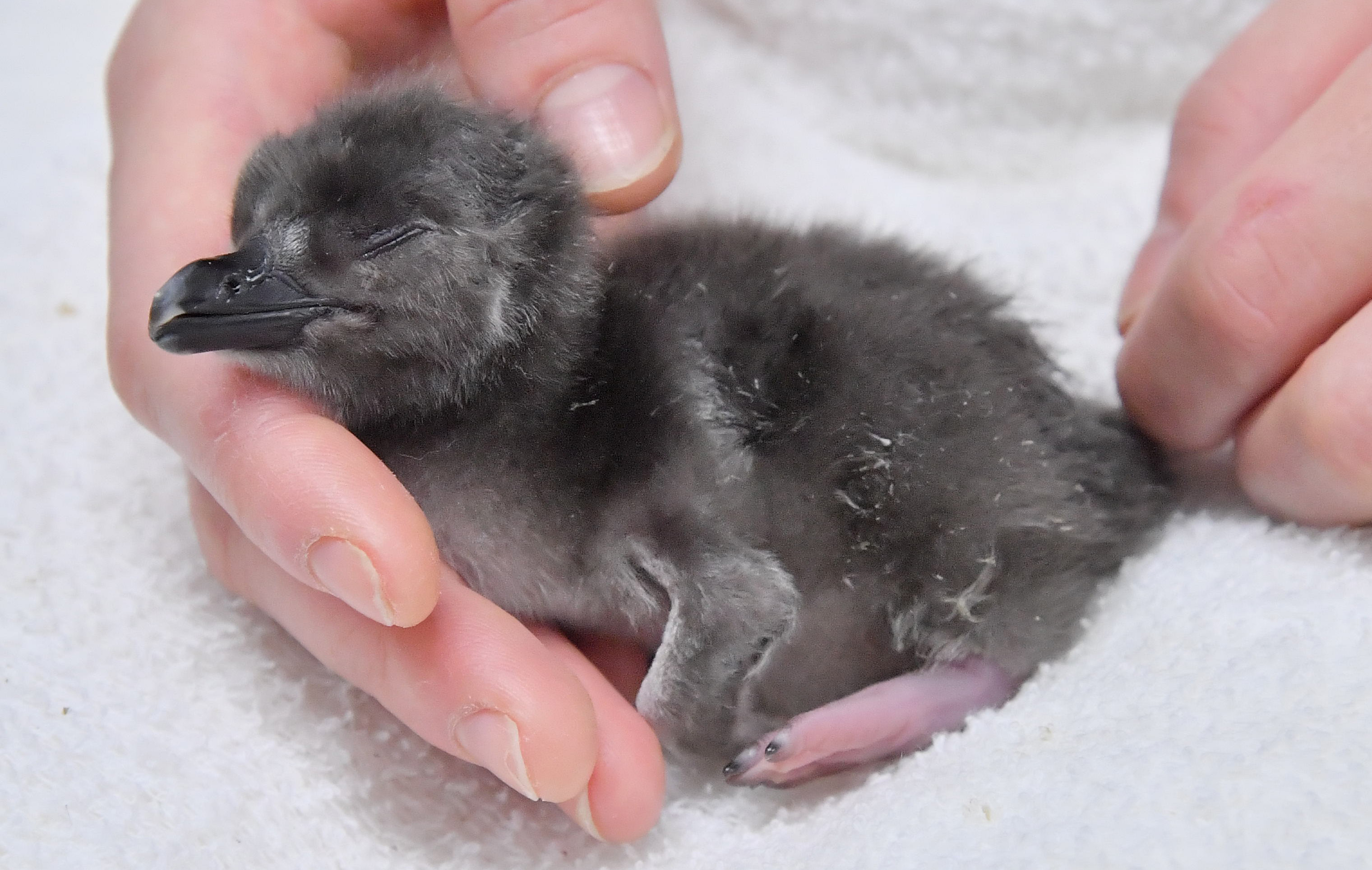 フォト】可愛いい動物の赤ちゃん ペンギン・キツネザル・アザラシ