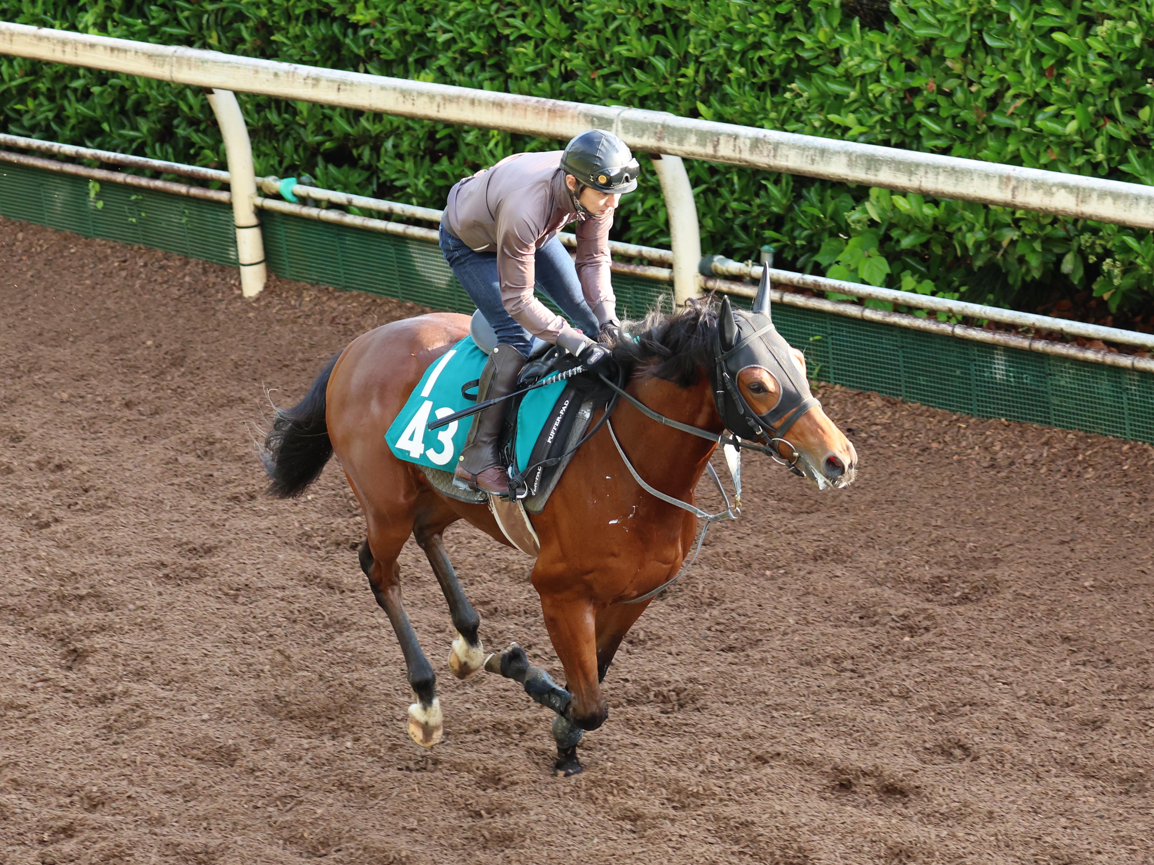 今週の注目新馬】ハムタンはカレンブーケドールの初子 南井助手「血統