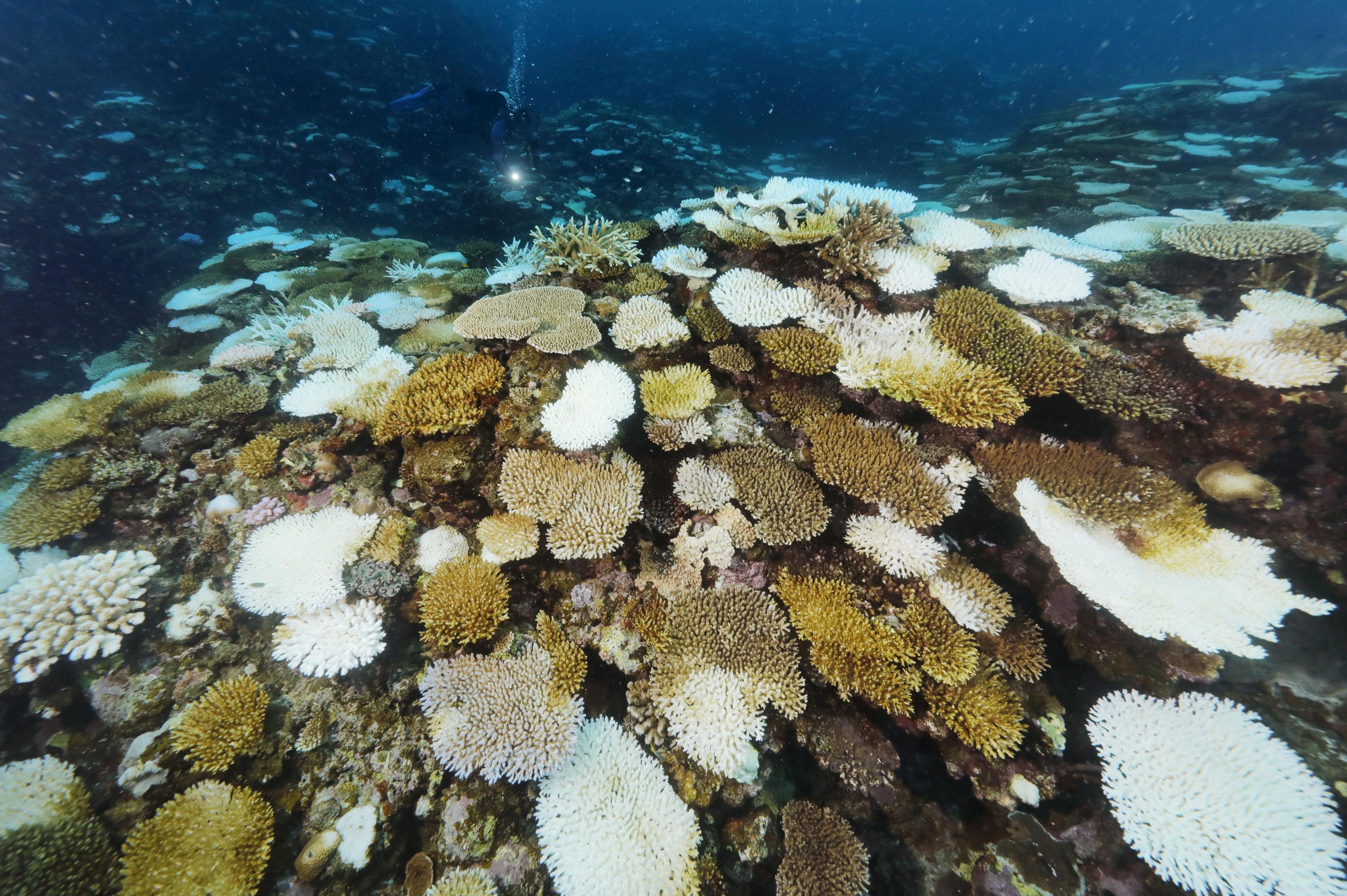 フォト特集】沖縄のサンゴ大規模白化 高水温影響、死滅も - 産経ニュース