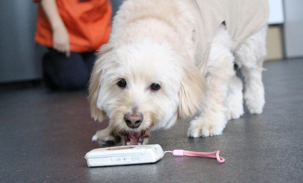 愛犬をシニア サポート犬に 訓練のやり方を飼い主に指導 日本聴導犬協会 1 2ページ 産経ニュース
