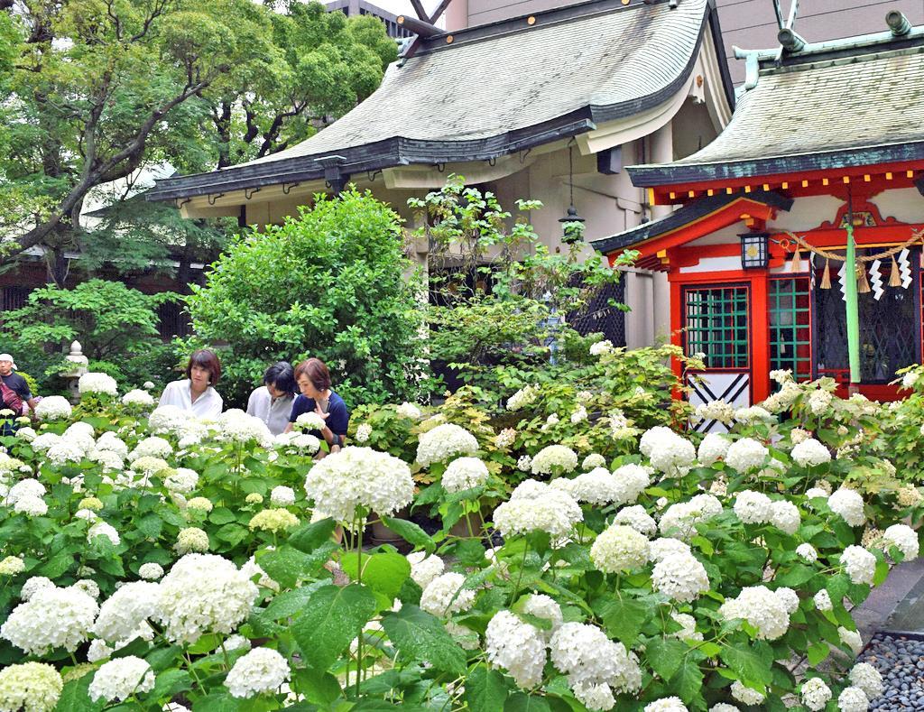 都会のオアシス 華やか ダンス 大阪の坐摩神社 産経ニュース