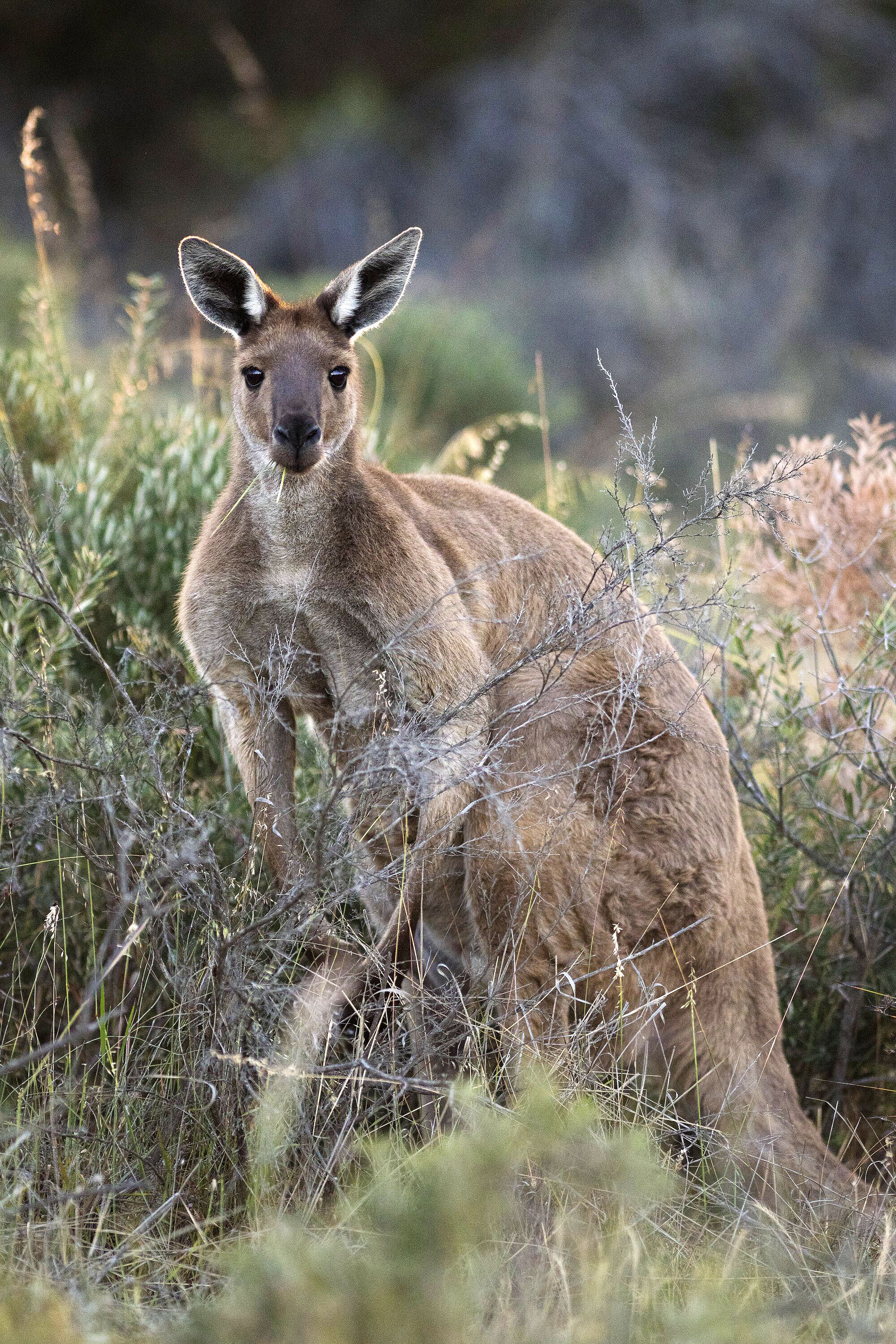 カンガルーに襲われ死亡 豪男性、36年以来の事故か - 産経ニュース