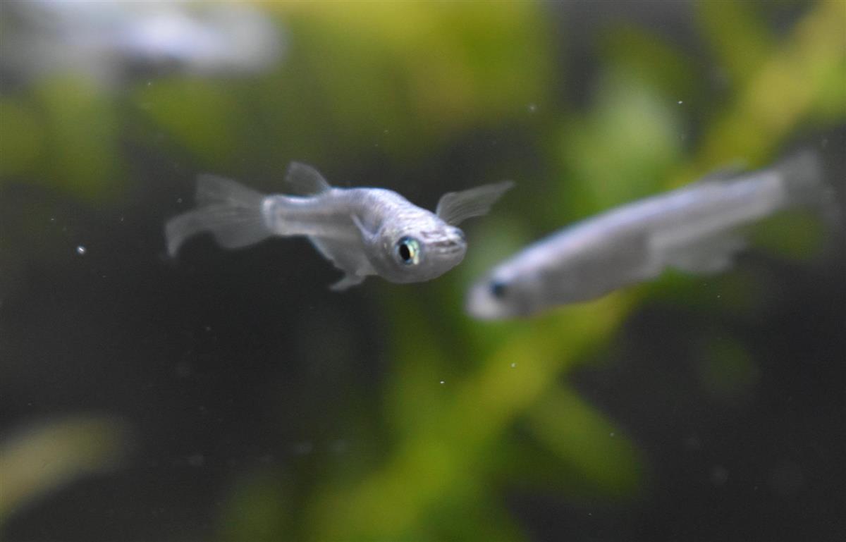 温泉に誕生したメダカ水族館の多彩なラインナップ 1 2ページ 産経ニュース