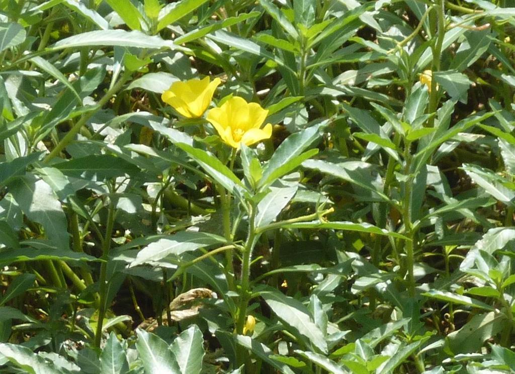 ソロモンの頭巾 長辻象平 オオバナミズキンバイ 最凶の外来水生植物が拡大中 1 4ページ 産経ニュース