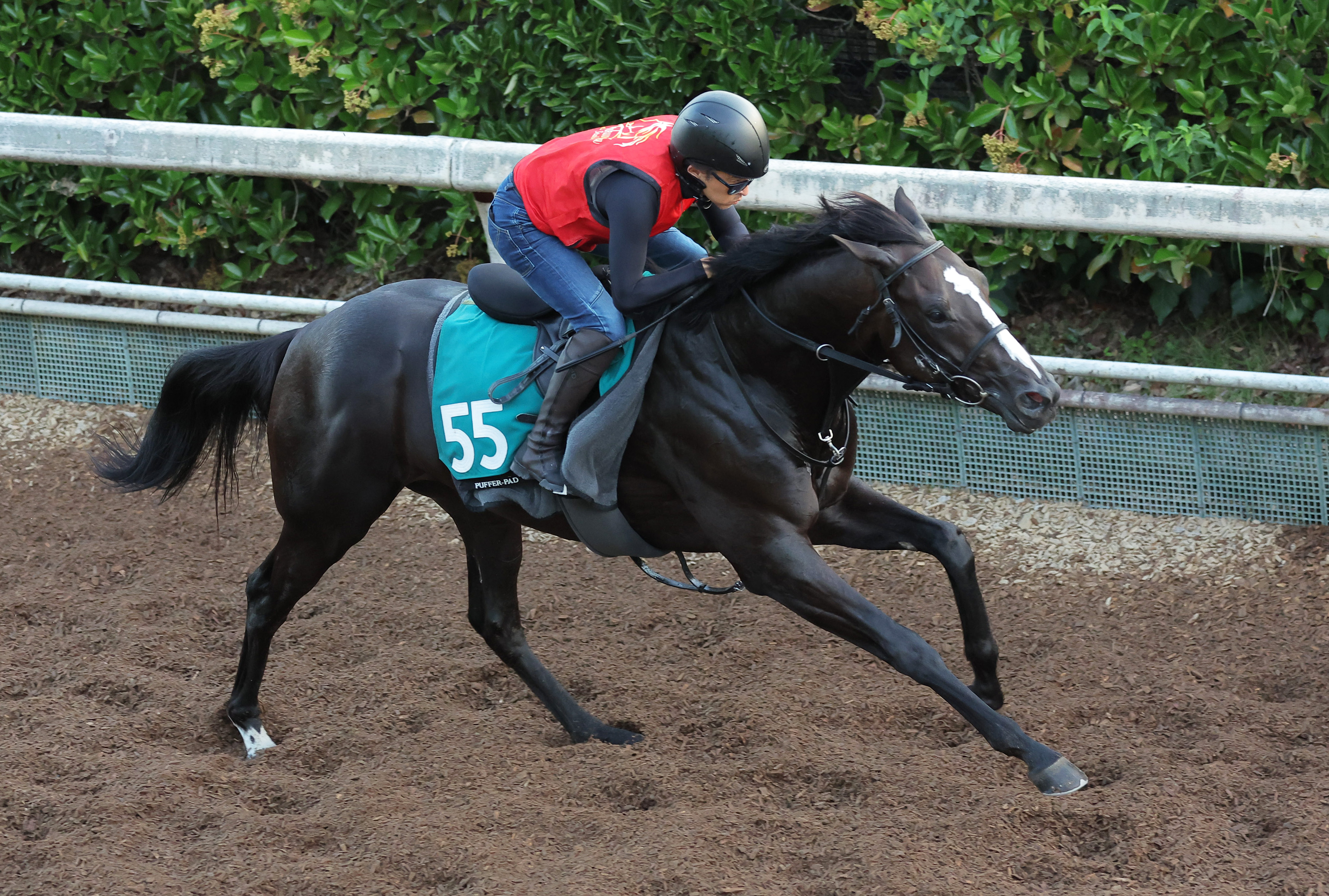 今週の注目新馬】コントレイル産駒ダノンセフィーロは伯母に米GⅠ馬