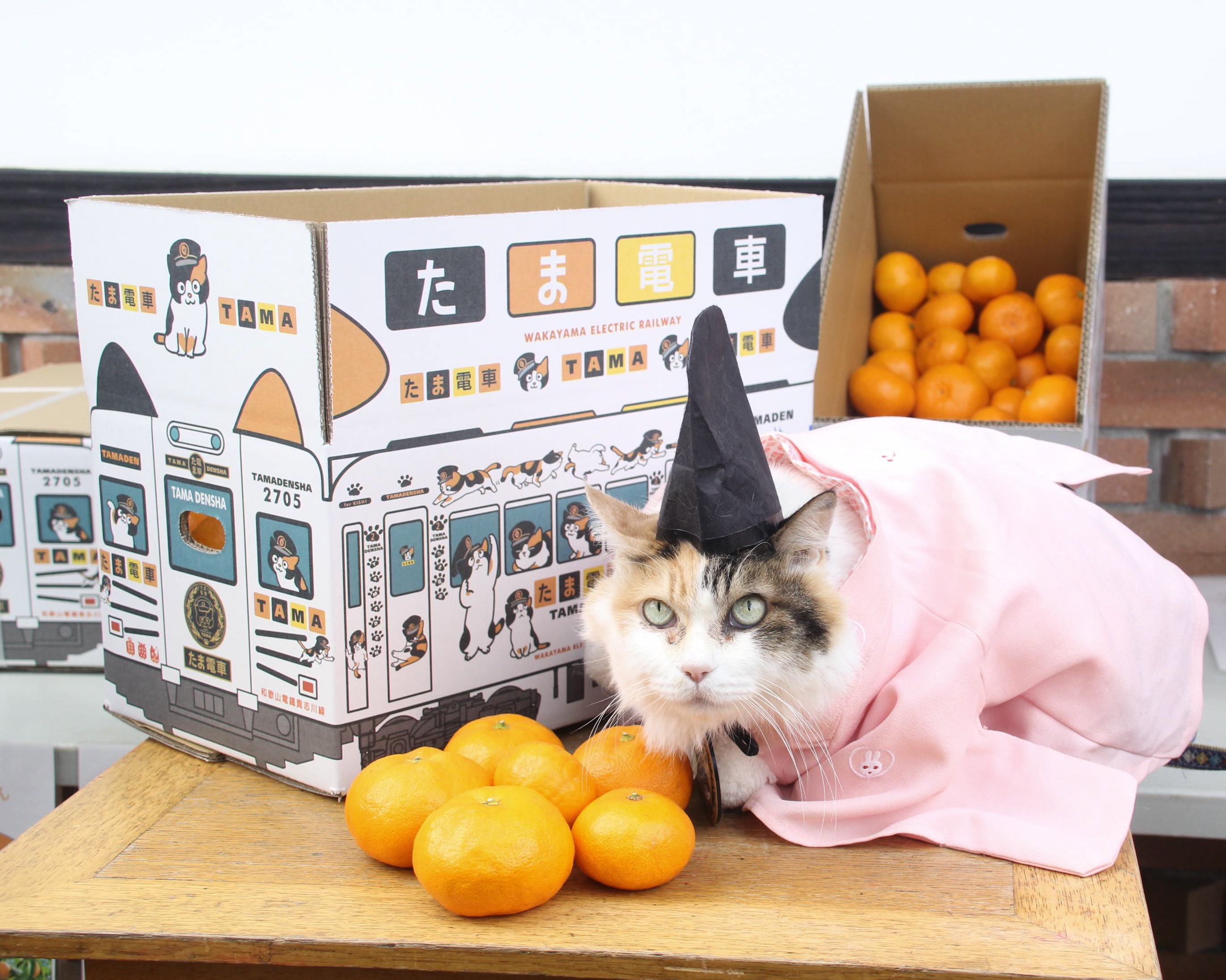 山猫まりん　和歌山県産みかん　訳あり20kg 山猫まりん 和歌山県産みかん 訳あり20kg 山猫まりん様専用