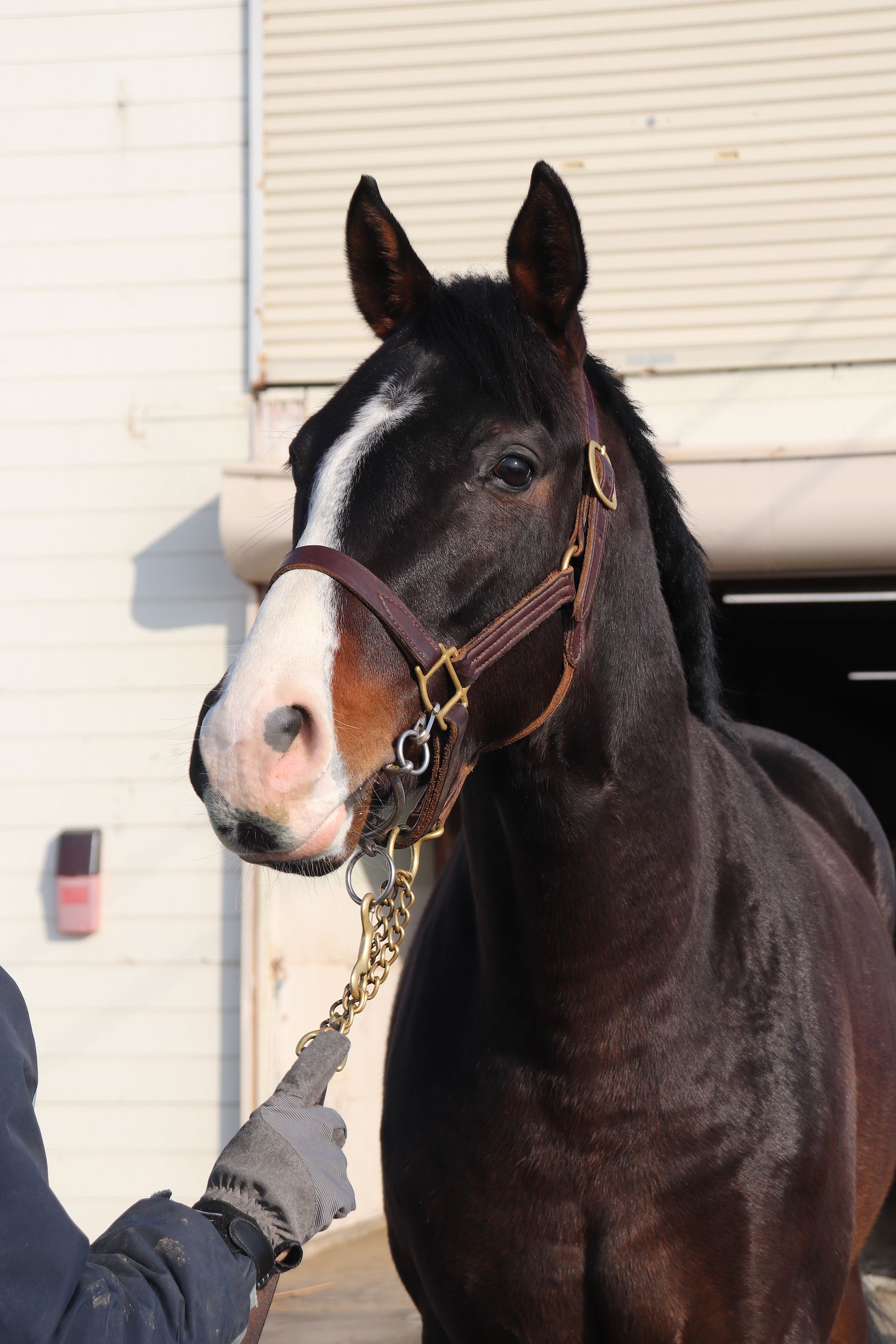 ミッキのWEEK DIARY♪】エイト紅一点TM～新冠橋本牧場さん