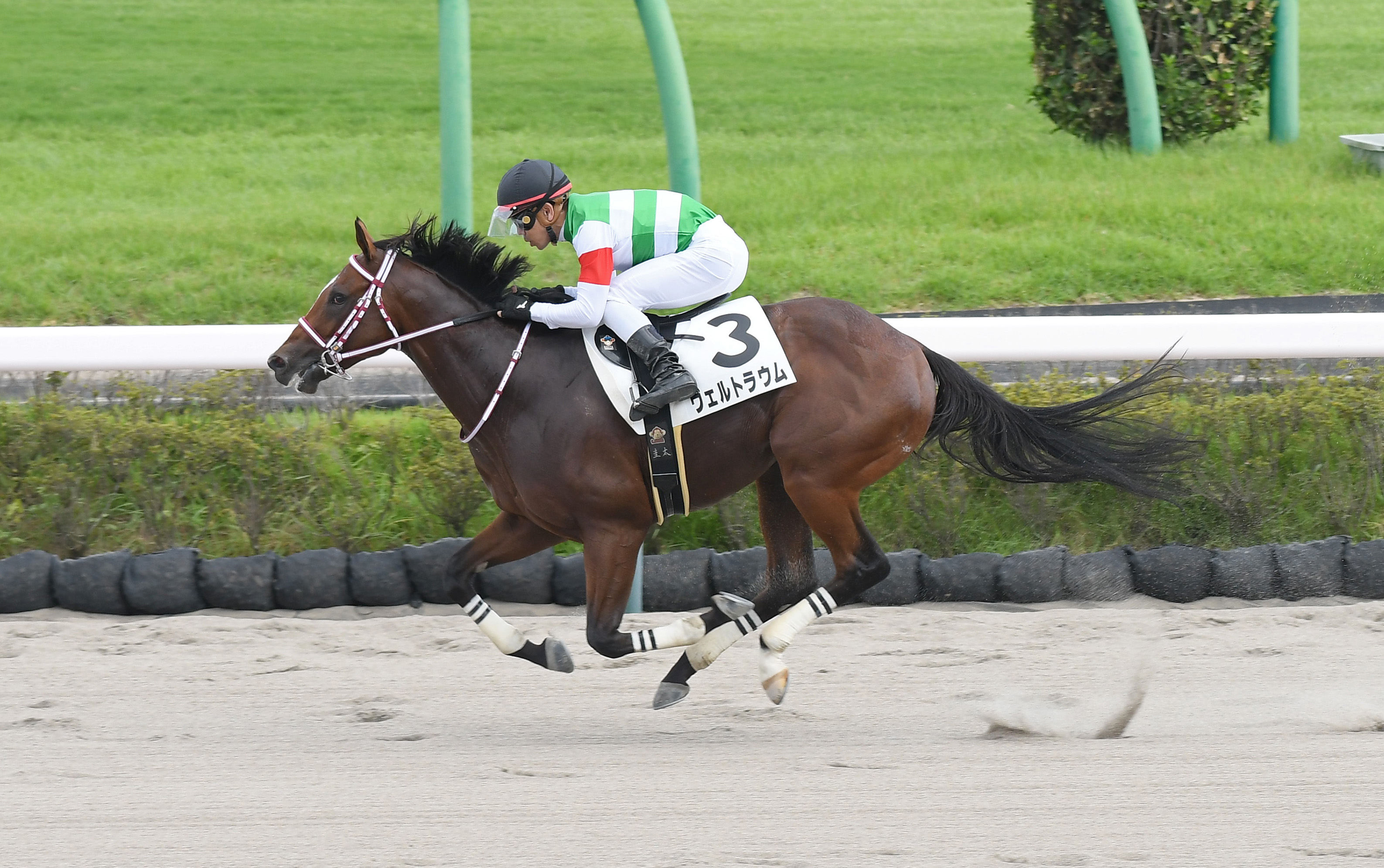 【２歳新馬・中山６Ｒ】ヴェルトラウムが人気に応えて３馬身差の ...