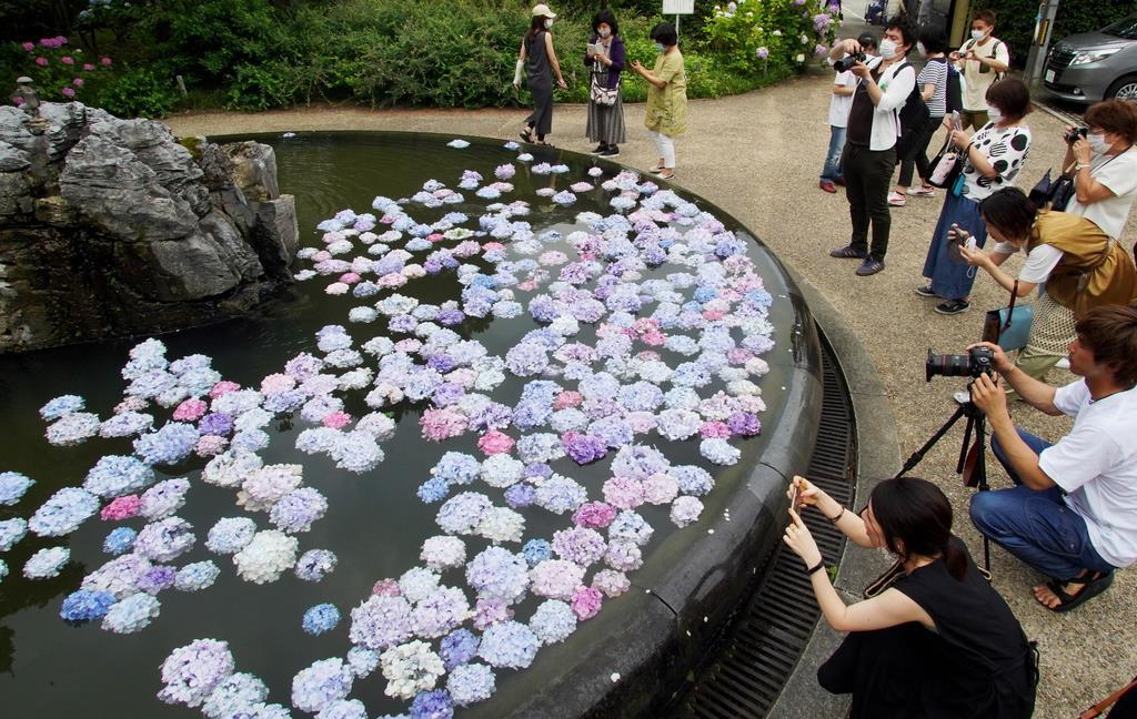 動画あり 大阪 池田の久安寺で あじさいうかべ 産経ニュース