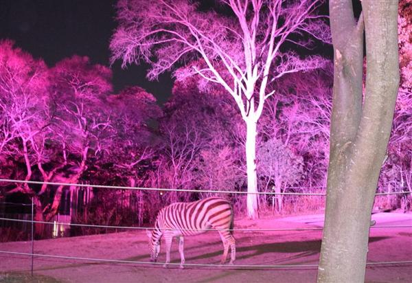 シマウマがピンク色に 天王寺動物園で 春のナイトｚｏｏ ｂｌｏｓｓｏｍ ｎｉｇｈｔ ｚｏｏ 開かれる 産経ニュース