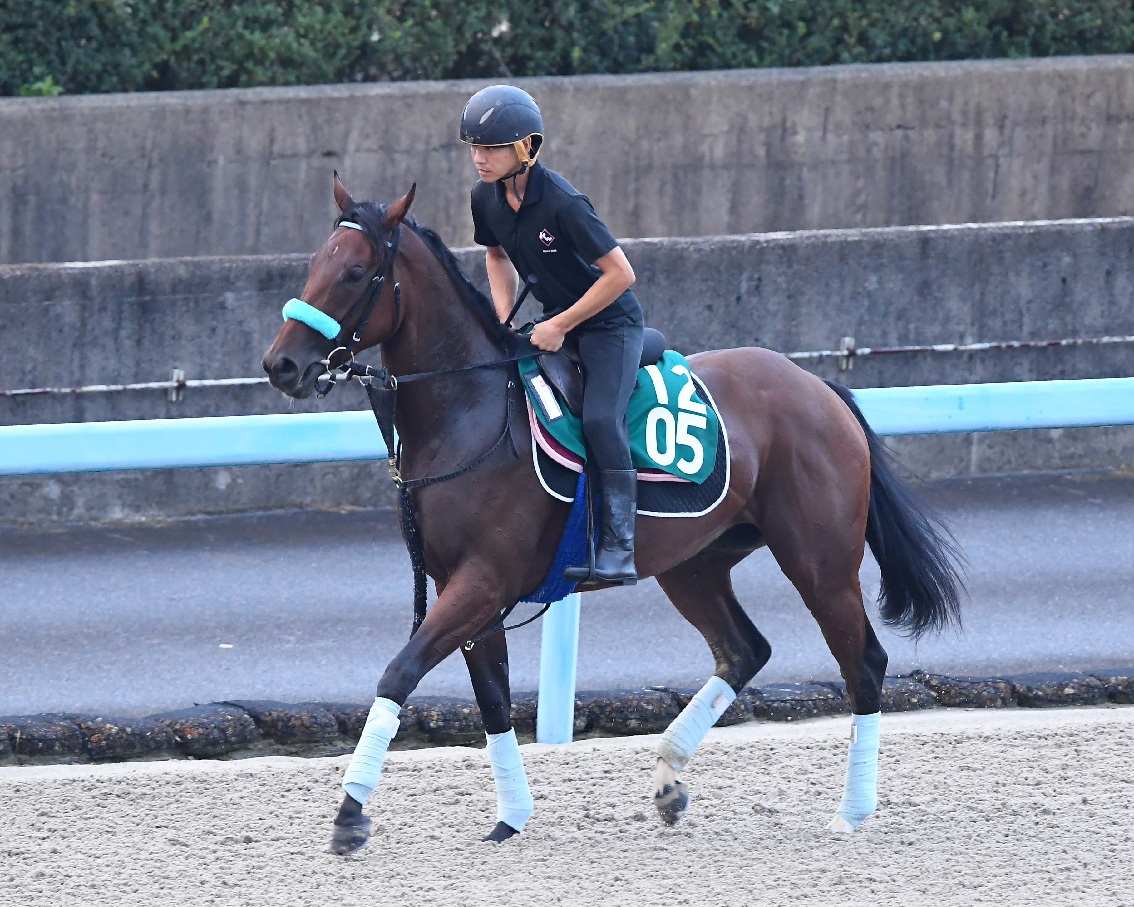 【今日の注目新馬】シルヴァリームーンは半姉にシゲルピンク ...