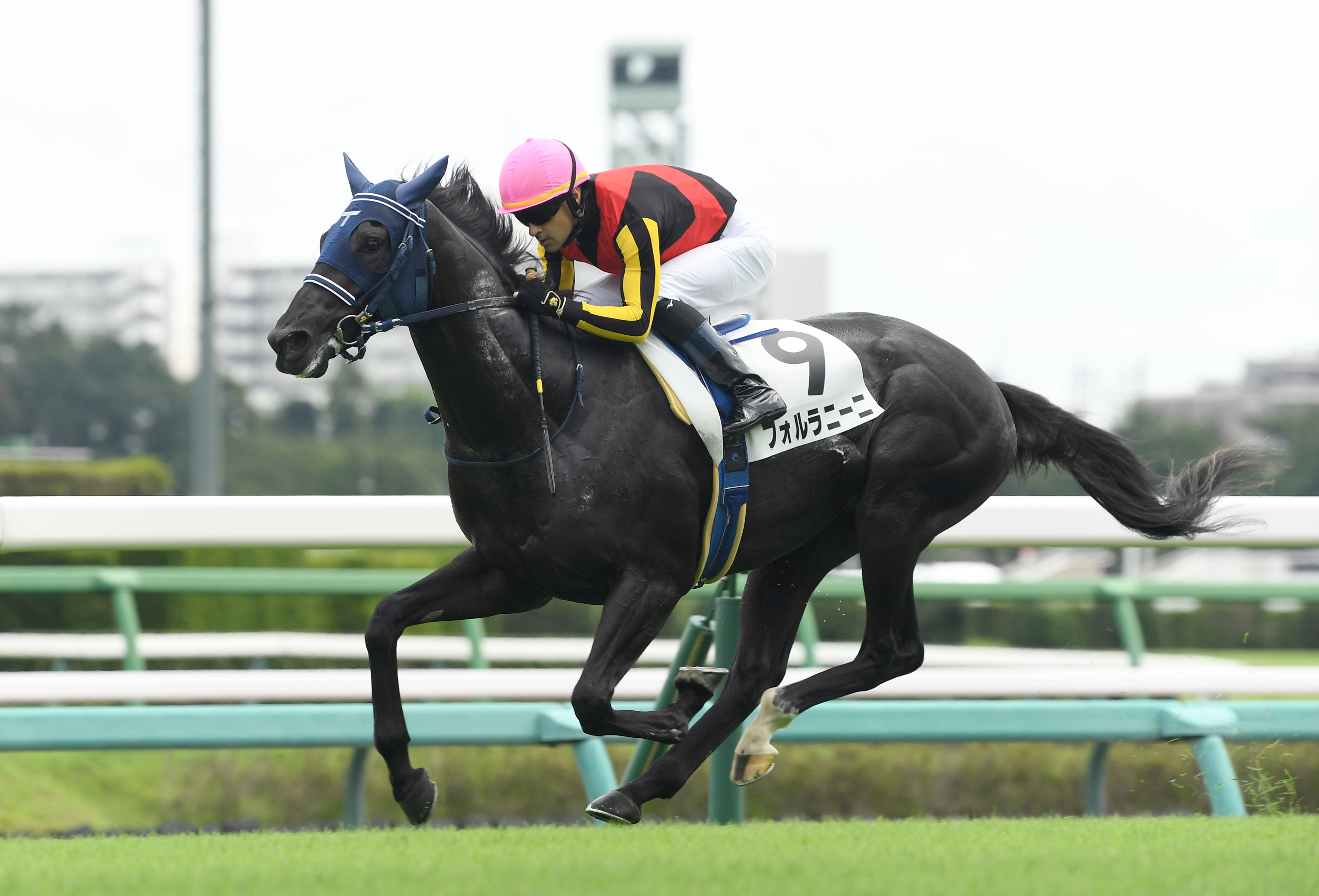 【１９日園田】カワグチ探券隊～アメトリン、先行馬手薄で大波乱 ...