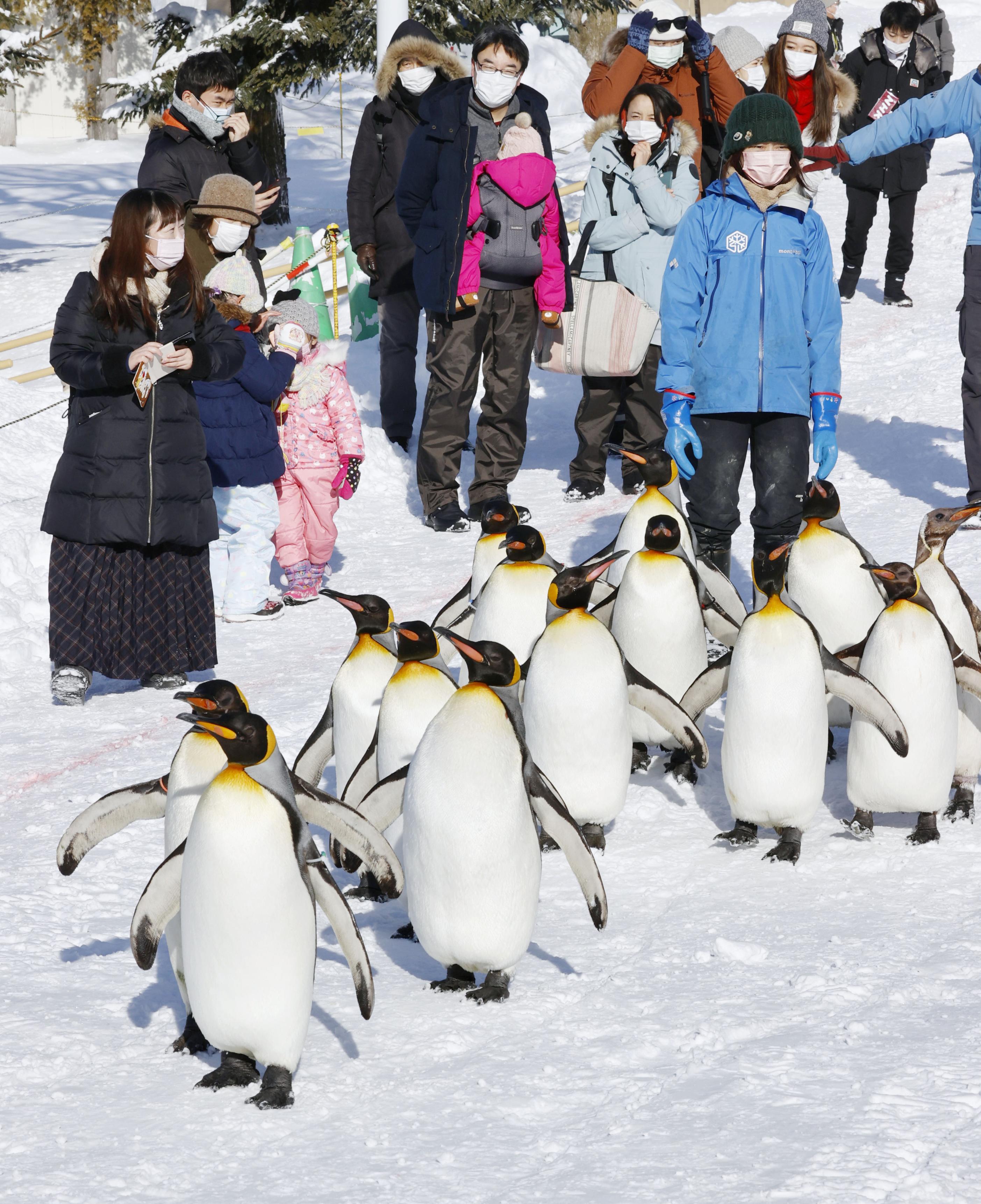 ペンギンたちがリハーサル 雪上をお散歩 旭山動物園 産経ニュース ペンギンたちがリハーサル 雪上をお散歩 旭山動物園 産経ニュース