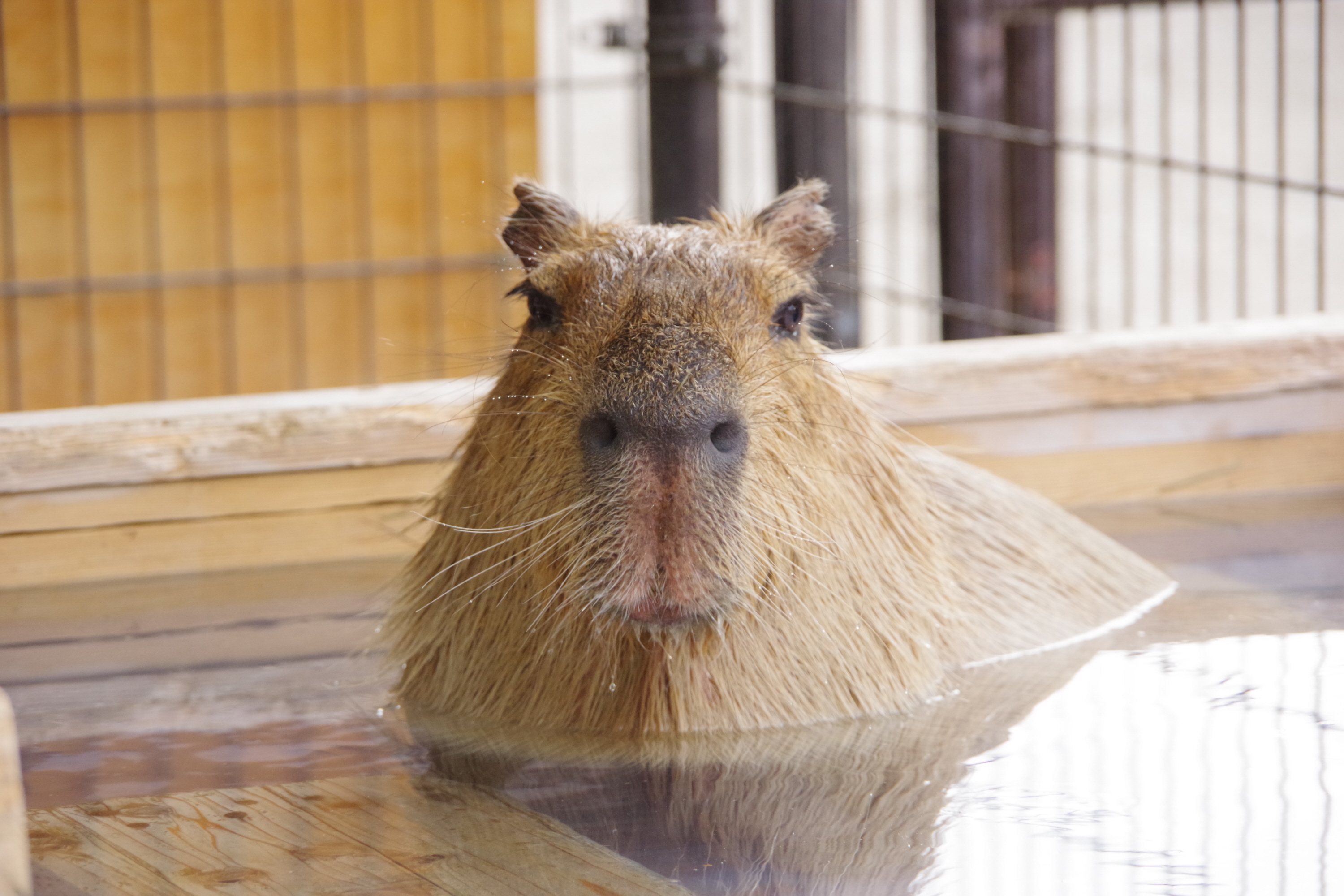 カピバラ 温泉始まりました～ 長野・須坂市動物園 飼育員日誌 - 産経