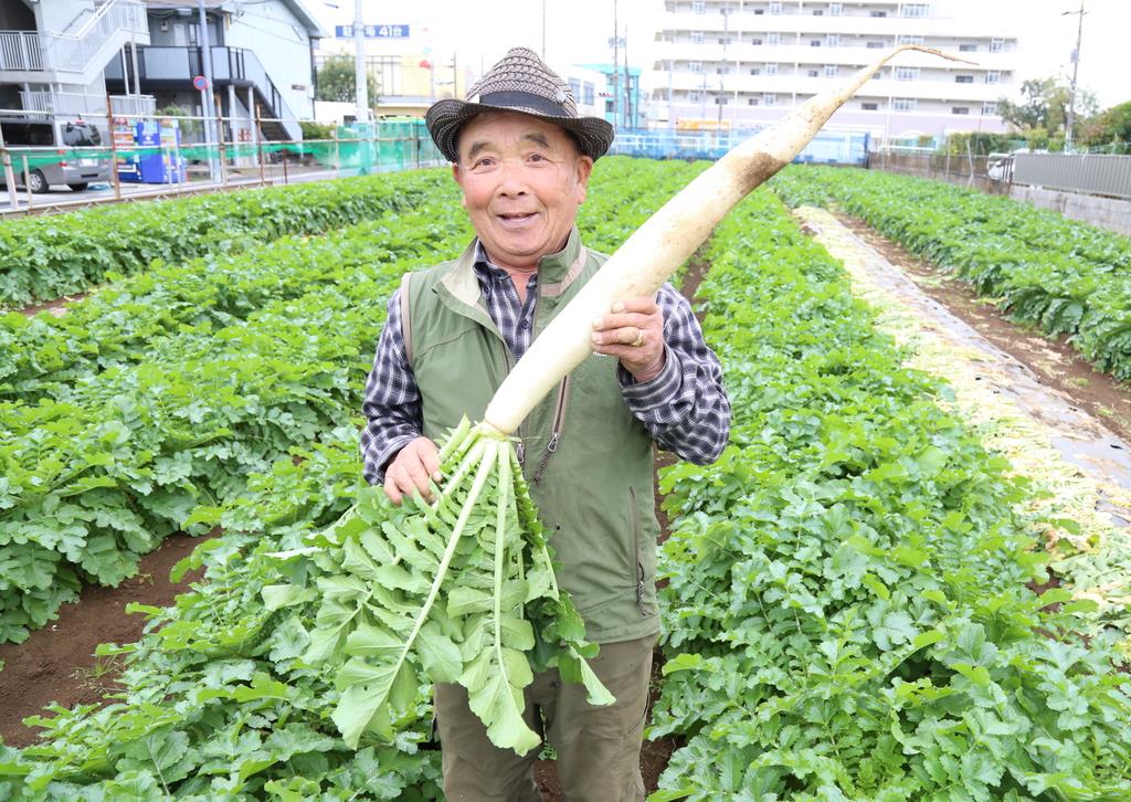 幻の「練馬大根」 ただいま収穫期（1/2ページ） - 産経ニュース