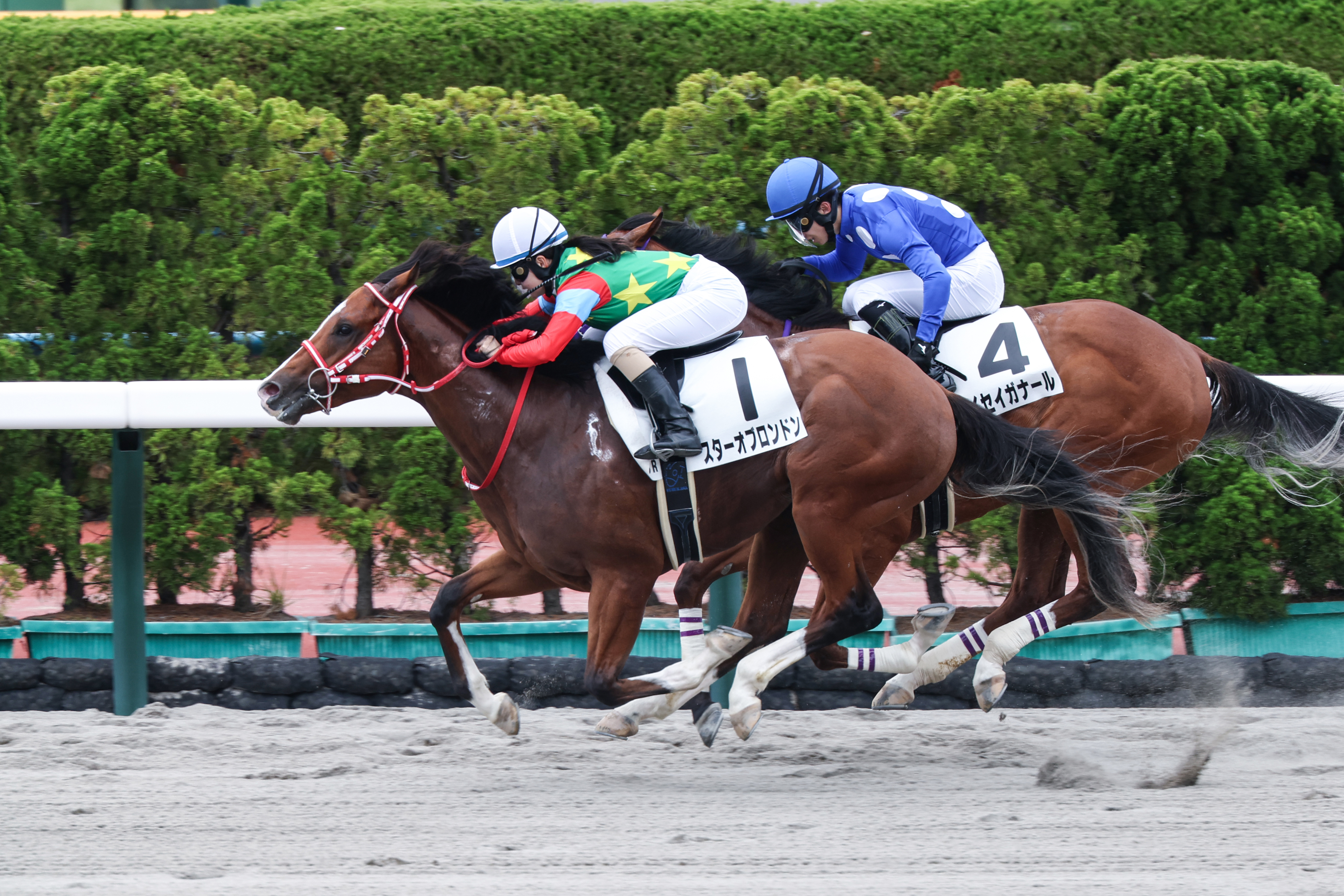 2歳新馬・函館6R】快勝のスターオブロンドンは函館2歳Sへ 古川