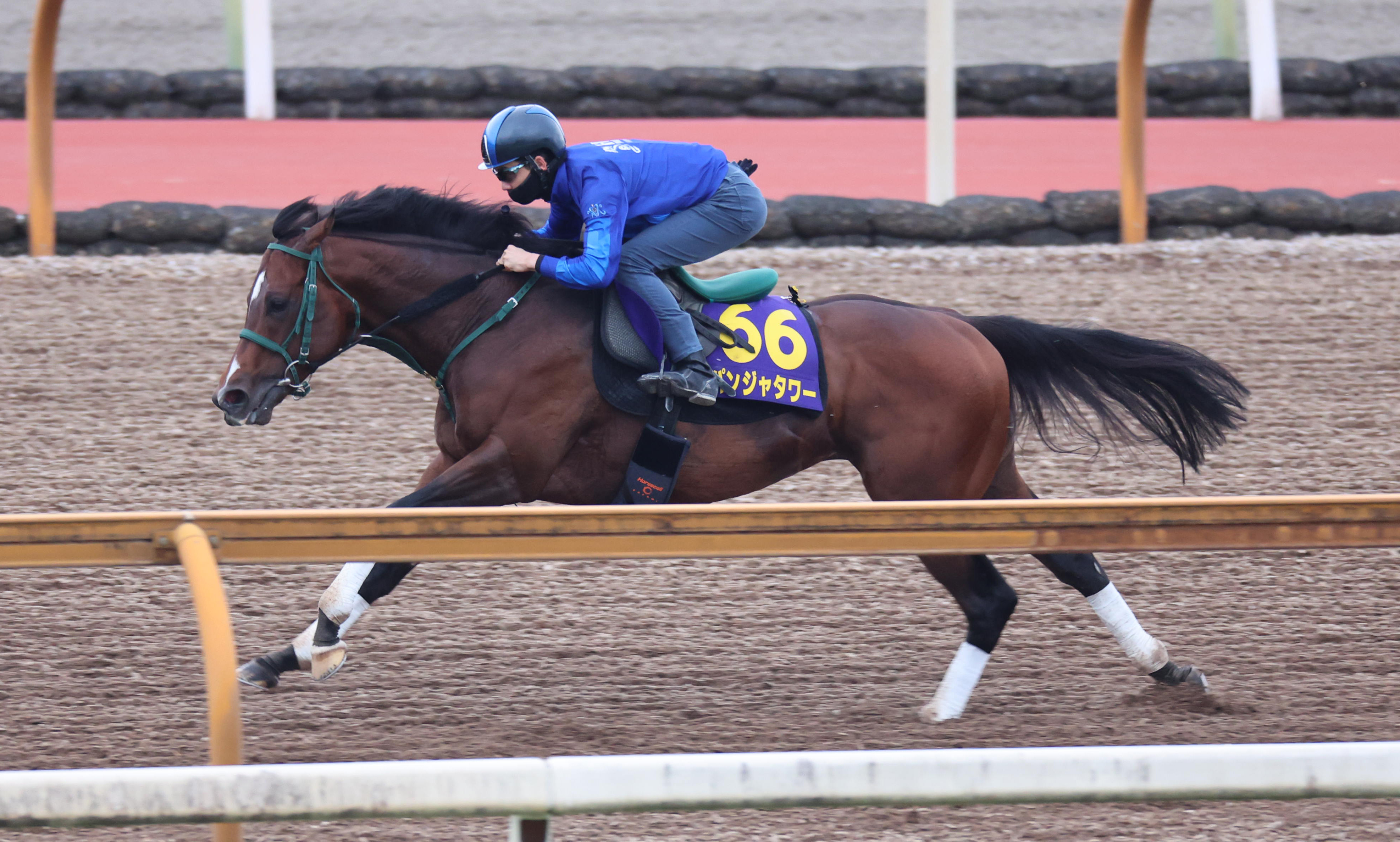 安田記念 木曜追い切り】パンジャタワーは栗東CWでラスト1ハロン11秒2 