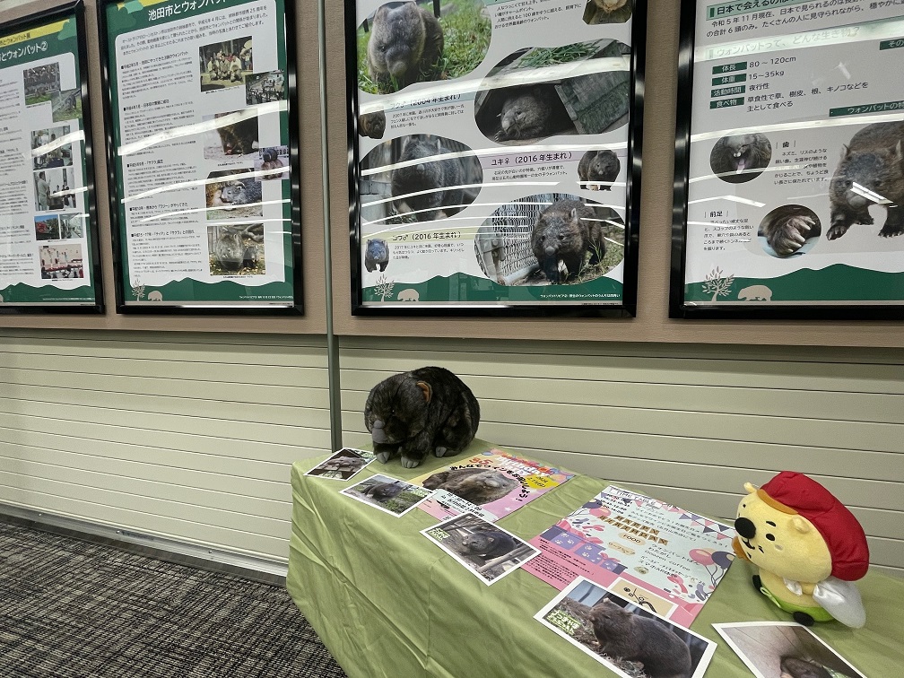 ウォンバット世界最高齢更新を記念して地元銀行でパネル展 - 産経ニュース