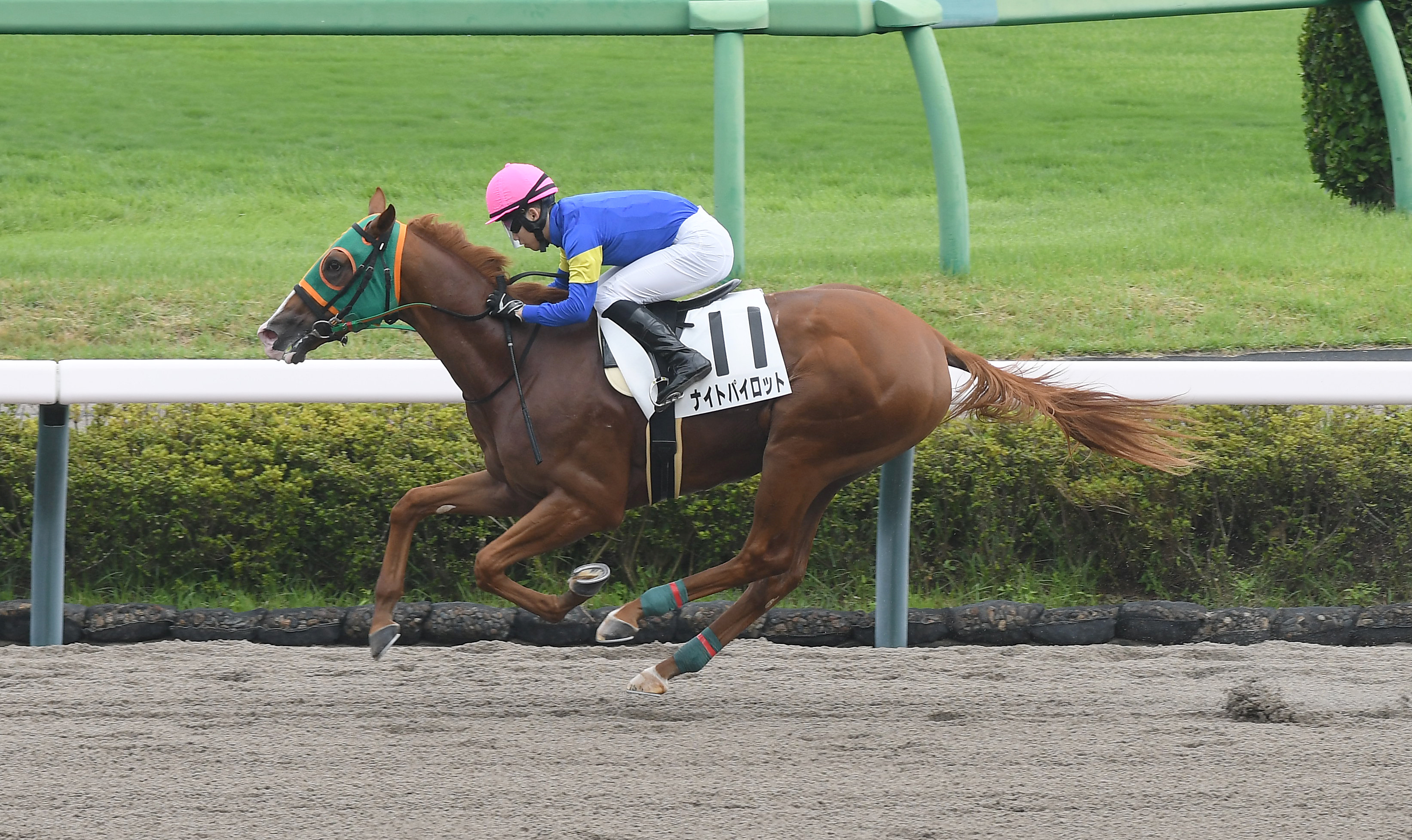 2歳新馬・中山6R】ナイトパイロットが力強く3馬身半差V！ 横山琉騎手